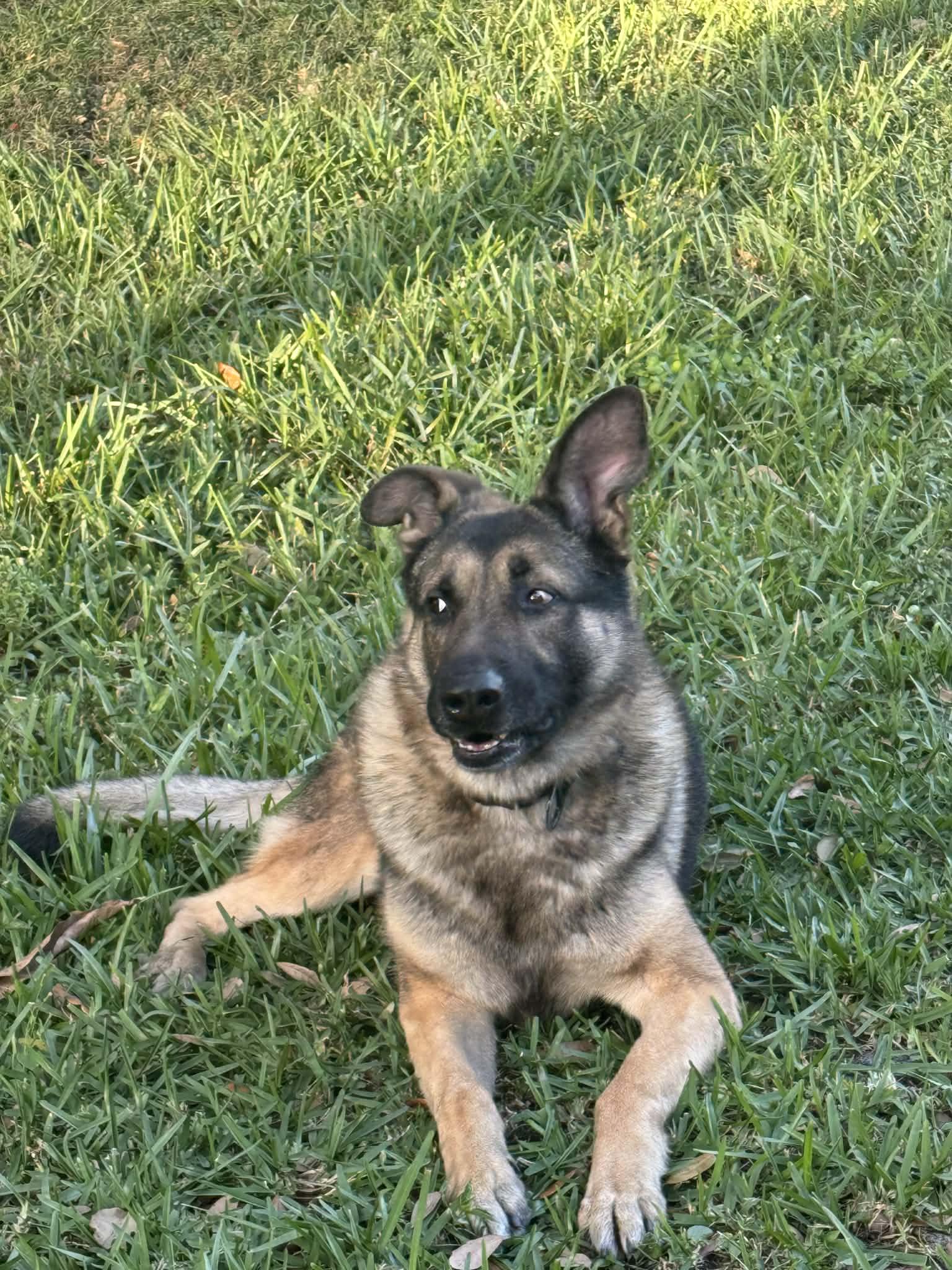 Gunner 3056, a Adoptable German Shepherd Dog in Pompano Beach, FL image 2/3