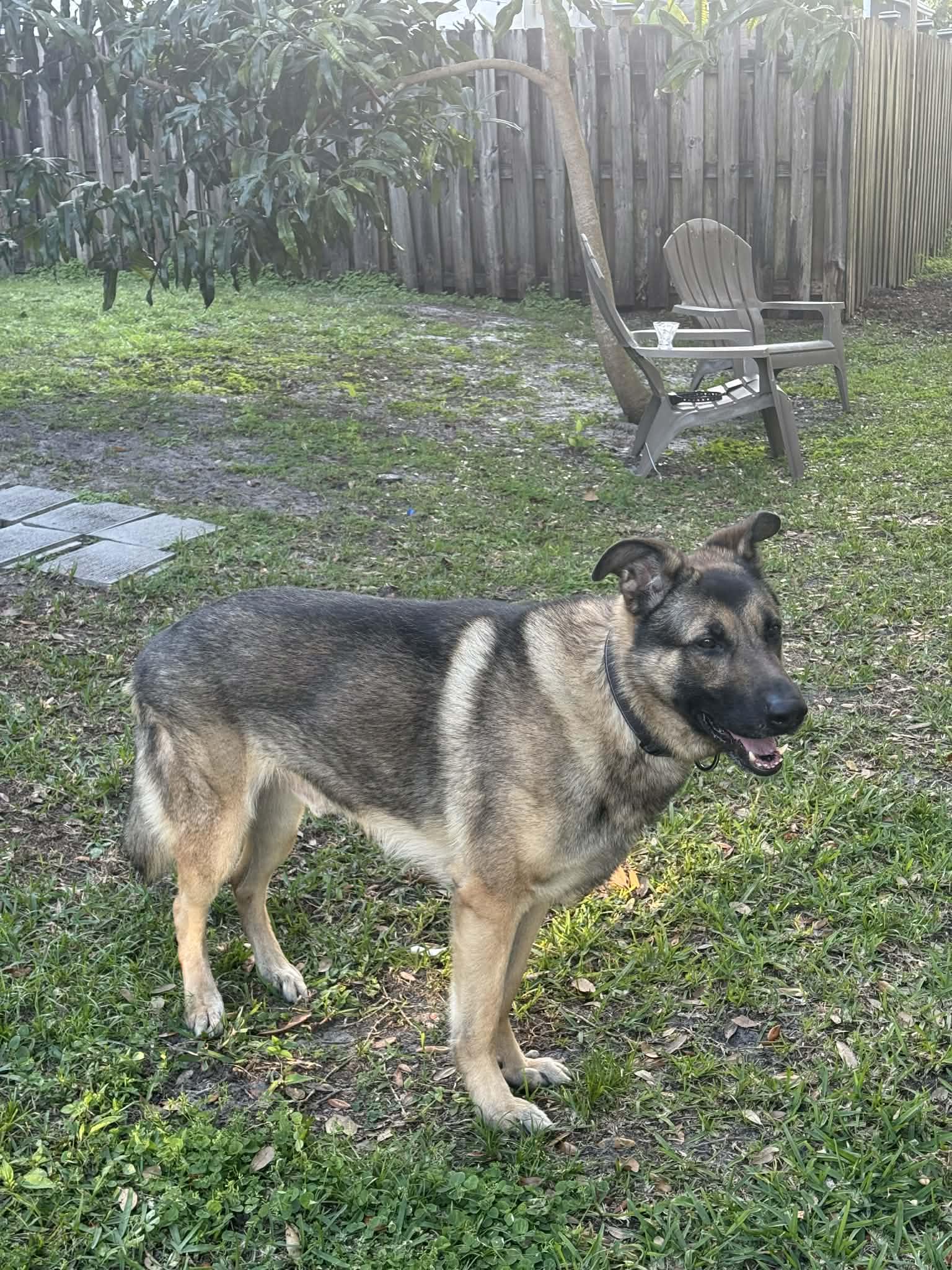 Gunner 3056, a Adoptable German Shepherd Dog in Pompano Beach, FL image 3/3