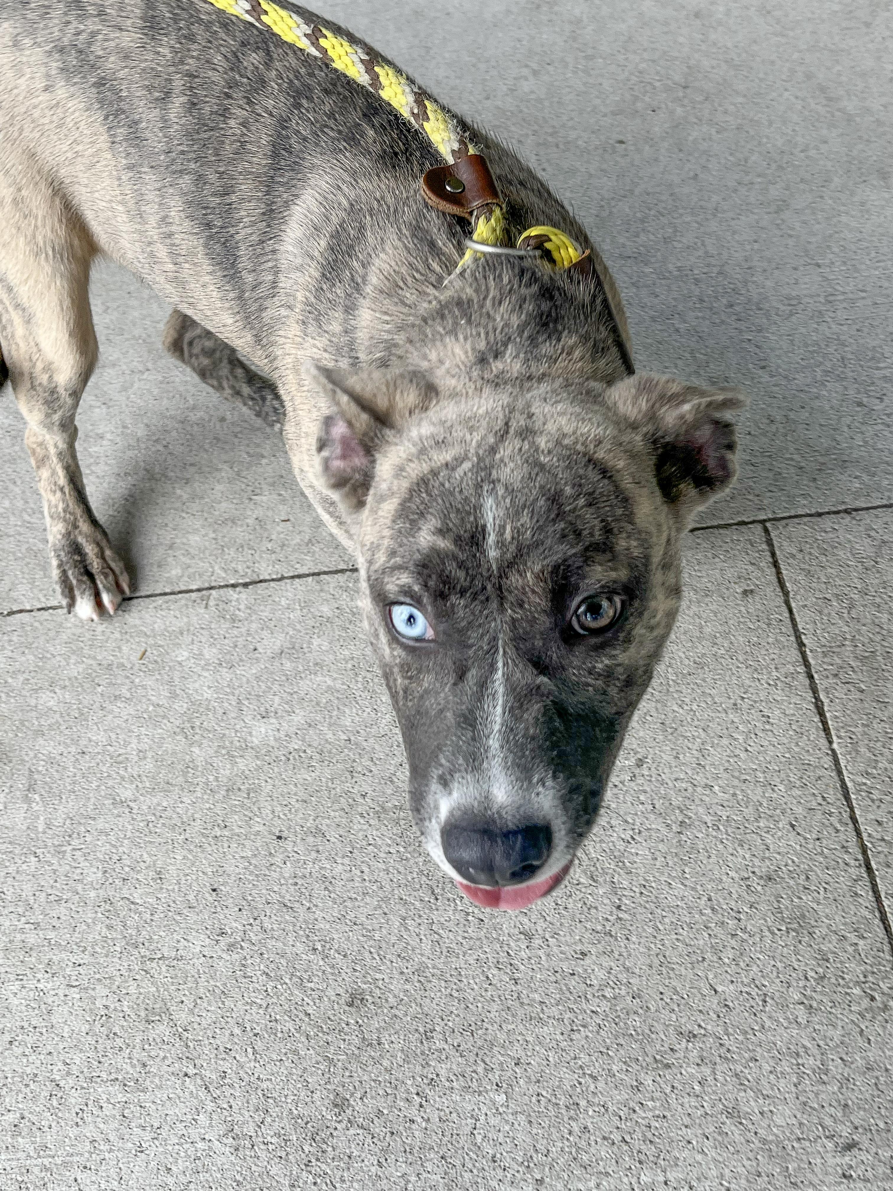 Enlarge Rue - Needs a Forever Home, a Adopted mixed breed in Birmingham, MI image 6/6