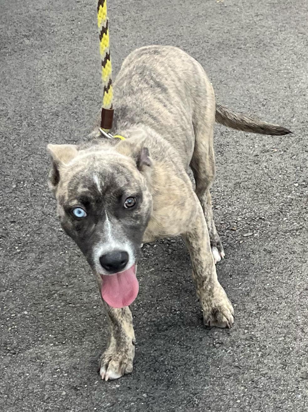 Enlarge Rue - Needs a Forever Home, a Adopted mixed breed in Birmingham, MI image 5/6