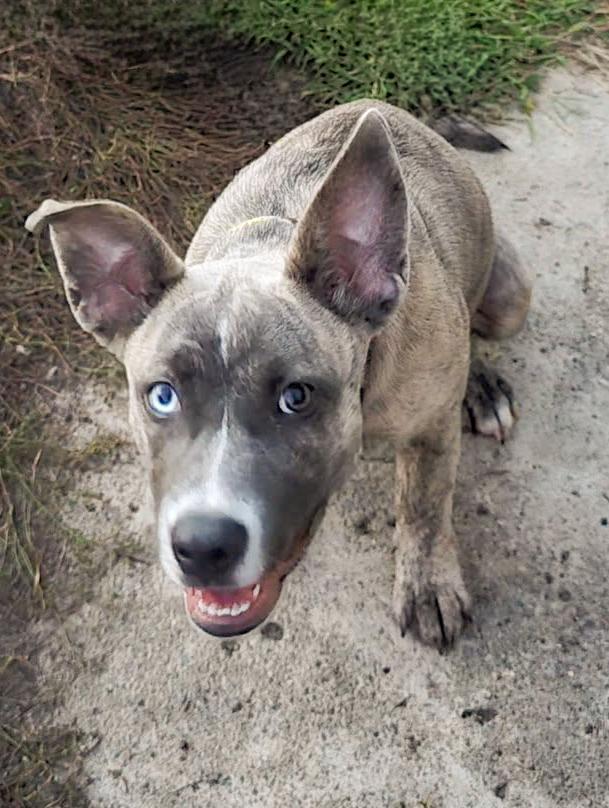 Enlarge Rue - Needs a Forever Home, a Adopted mixed breed in Birmingham, MI image 2/6