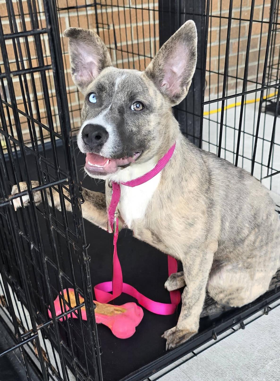 Rue - Needs a Forever Home, Adopted, Puppy Female Husky & Shepherd.