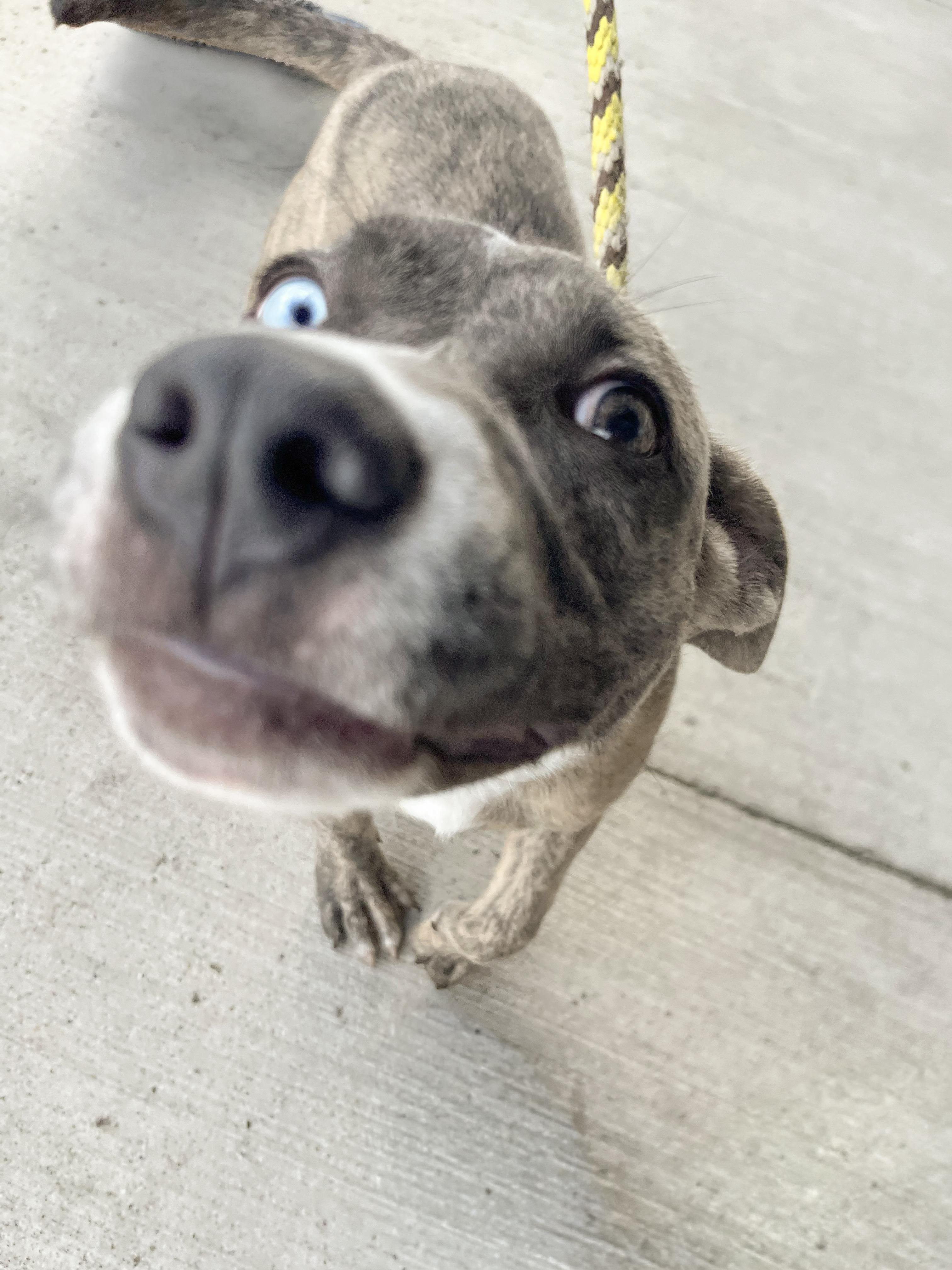 Enlarge Rue - Needs a Forever Home, a Adopted mixed breed in Birmingham, MI image 4/6