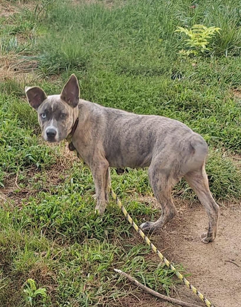 Enlarge Rue - Needs a Forever Home, a Adopted mixed breed in Birmingham, MI image 3/6