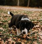 Later, Adoptable, Puppy Male Labrador Retriever & Catahoula Leopard Dog.