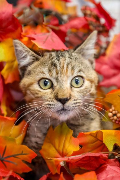 Bev, Adoptable, Kitten Female Domestic Medium Hair & Domestic Short Hair.