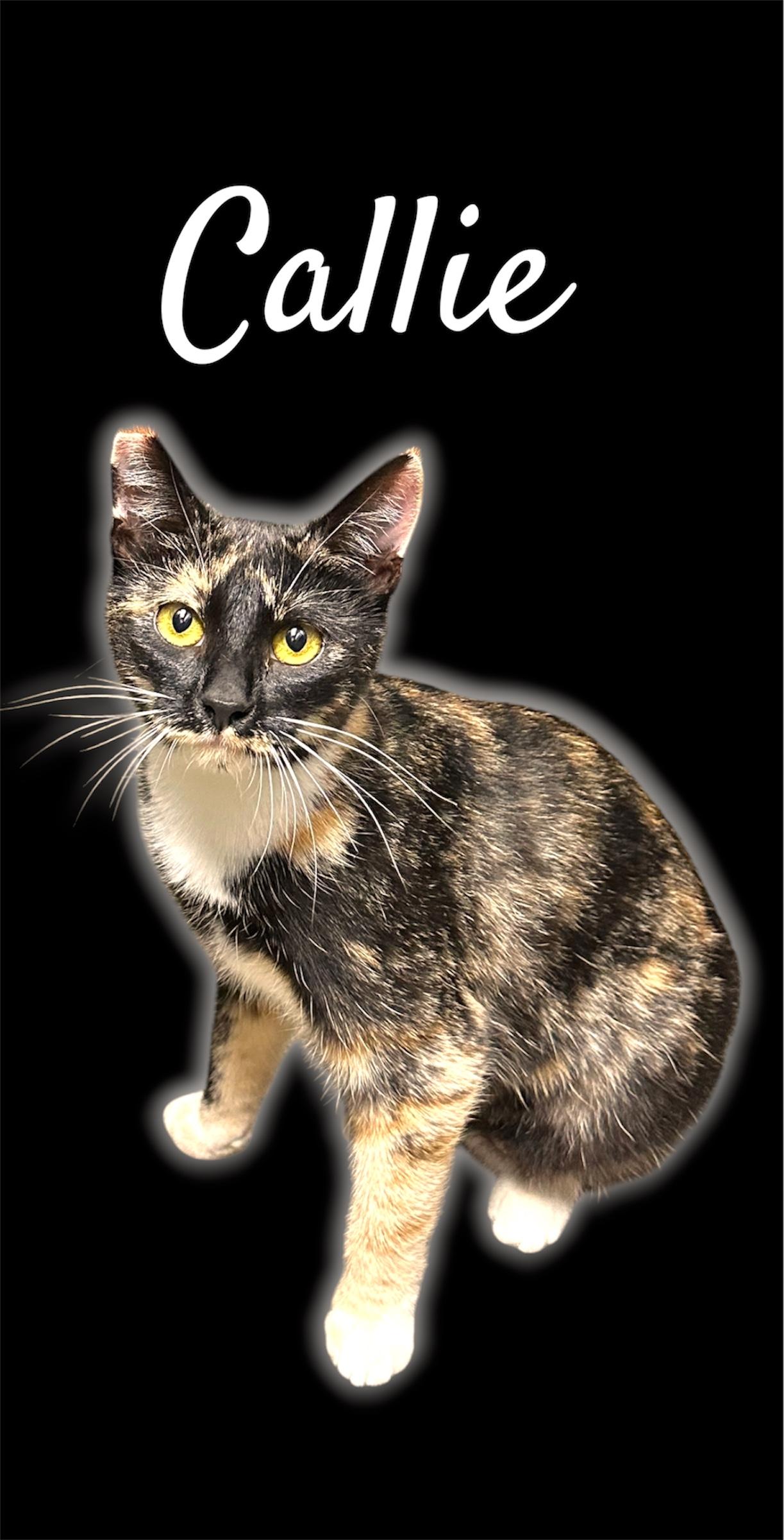 Callie, Adoptable, Young Female Domestic Short Hair.