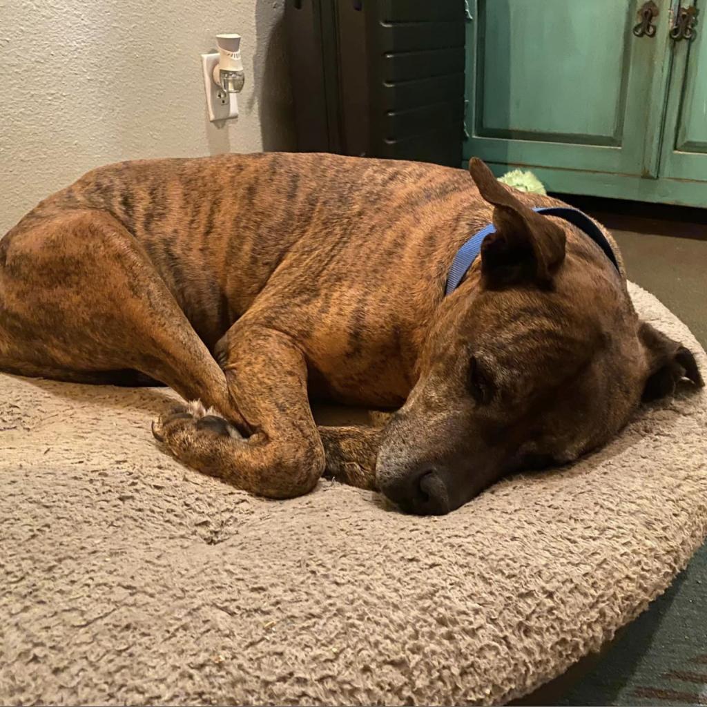 Bison, a Adoptable Pit Bull Terrier in Ramona, CA image 4/6