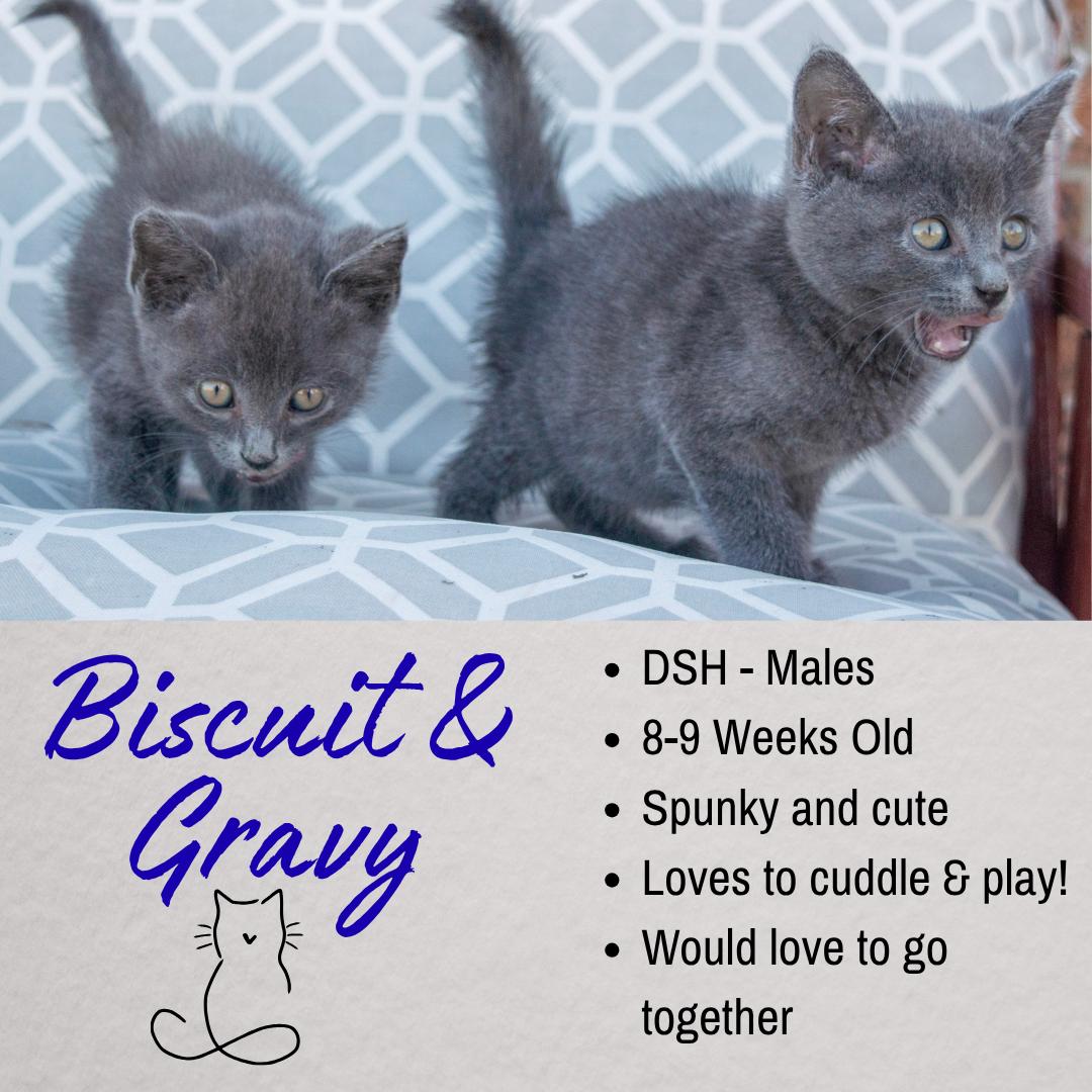Biscuit and Gravy, ADOPTABLE, Young Male Domestic Short Hair.