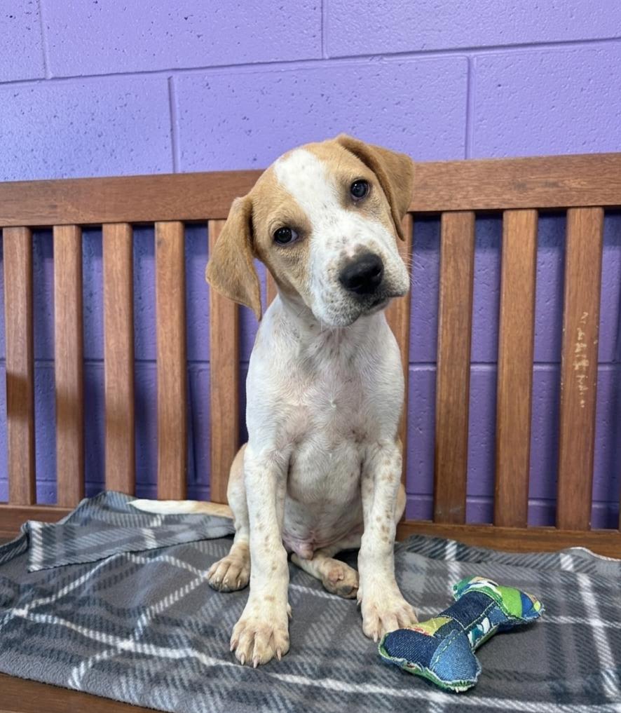 Enlarge **FLAN**, a Adoptable mixed breed in North Prairie, WI image 1/2