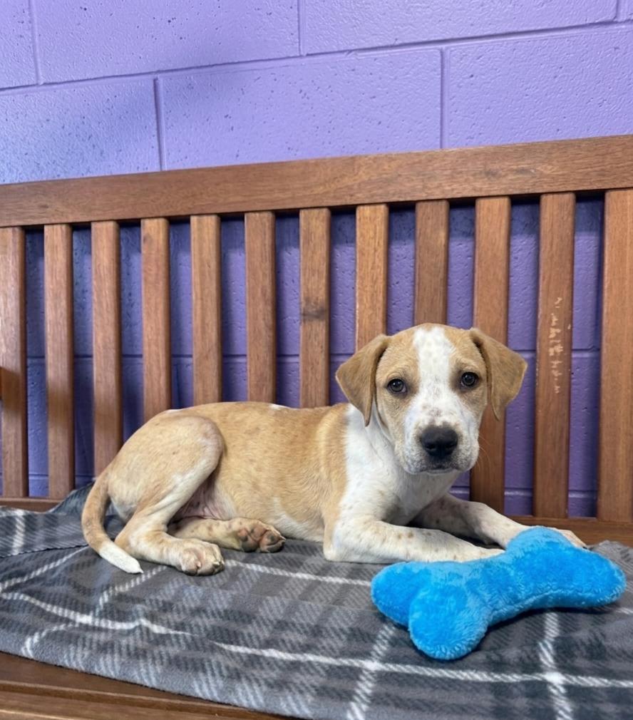 Enlarge **FLAN**, a Adoptable mixed breed in North Prairie, WI image 2/2