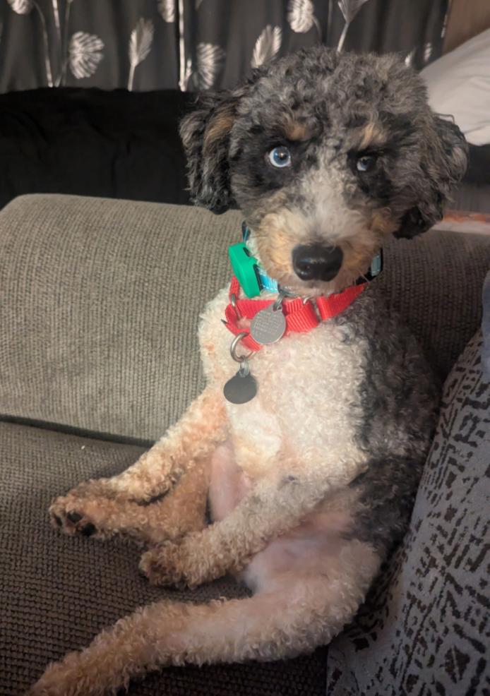 Enlarge OLLIE, a Adoptable mixed breed in Carroll, OH image 1/5