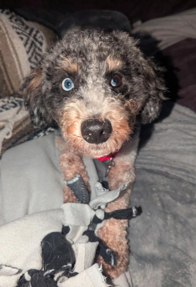 Enlarge OLLIE, a Adoptable mixed breed in Carroll, OH image 3/5