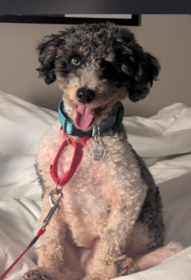 Enlarge OLLIE, a Adoptable mixed breed in Carroll, OH image 1/6