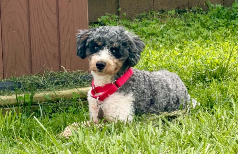 Enlarge OLLIE, a Adoptable mixed breed in Carroll, OH image 2/5