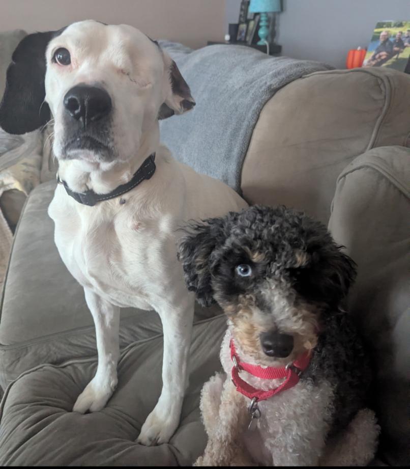 Enlarge OLLIE, a Adoptable mixed breed in Carroll, OH image 4/5