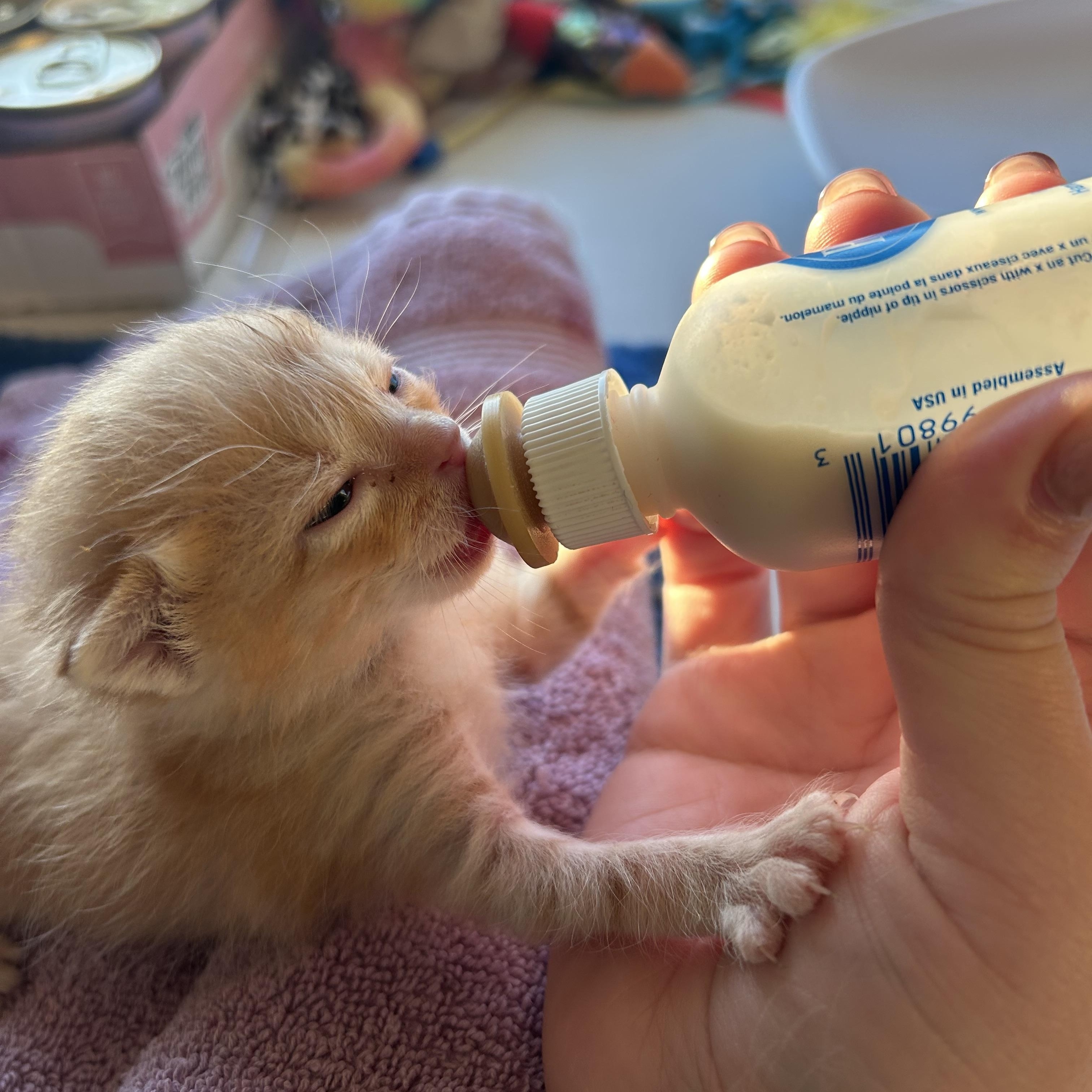 Mable, a Adoptable Domestic Short Hair in Midvale, UT image 4/6
