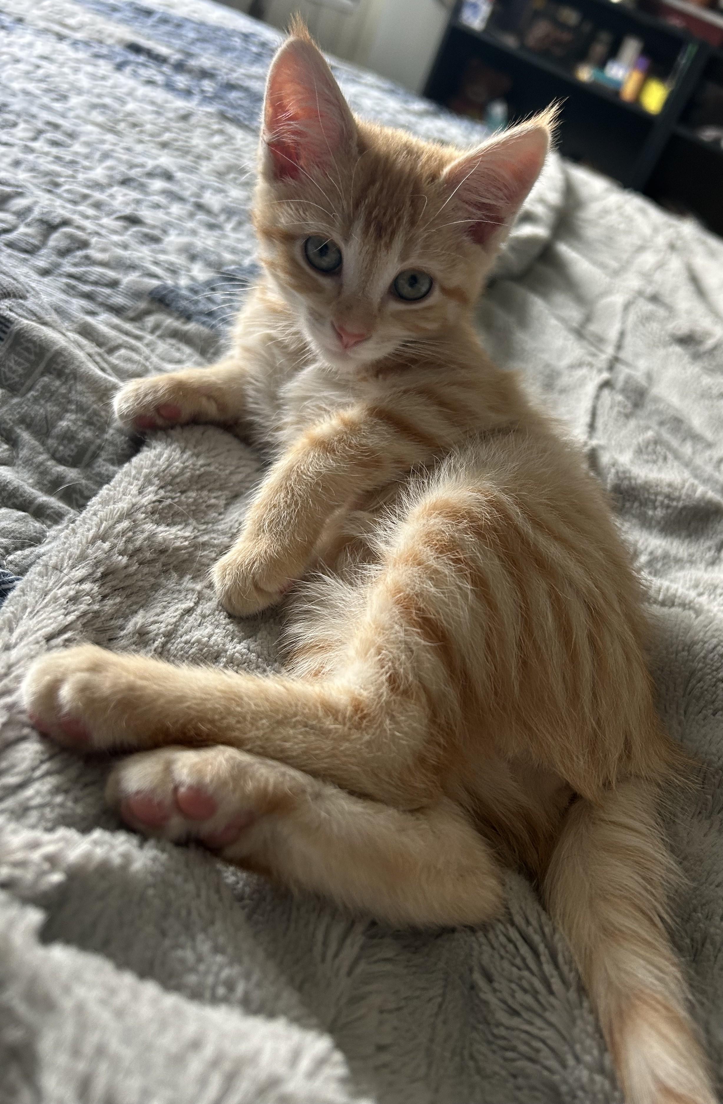Mable, Adoptable, Kitten Female Domestic Short Hair & Tabby.
