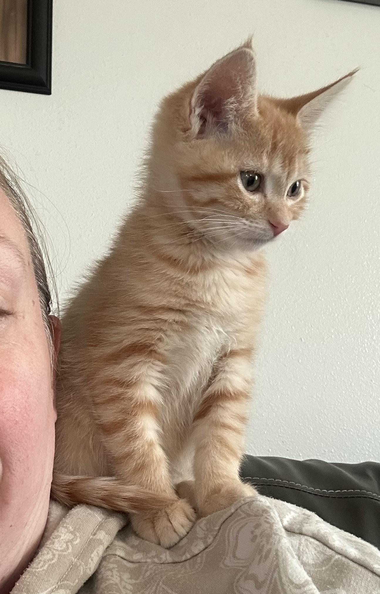 Mable, a Adoptable Domestic Short Hair in Midvale, UT image 6/6