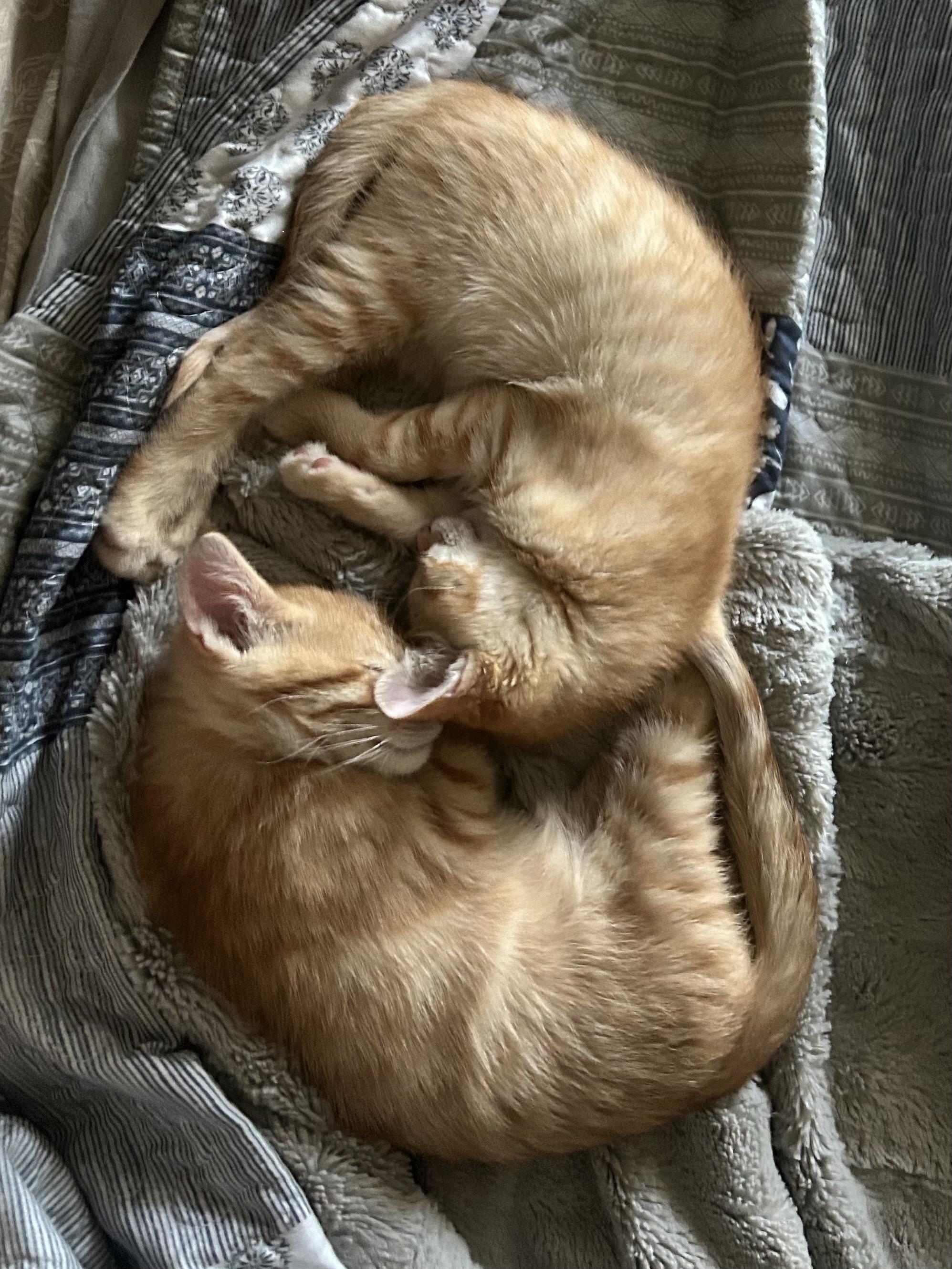 Mable, a Adoptable Domestic Short Hair in Midvale, UT image 5/6