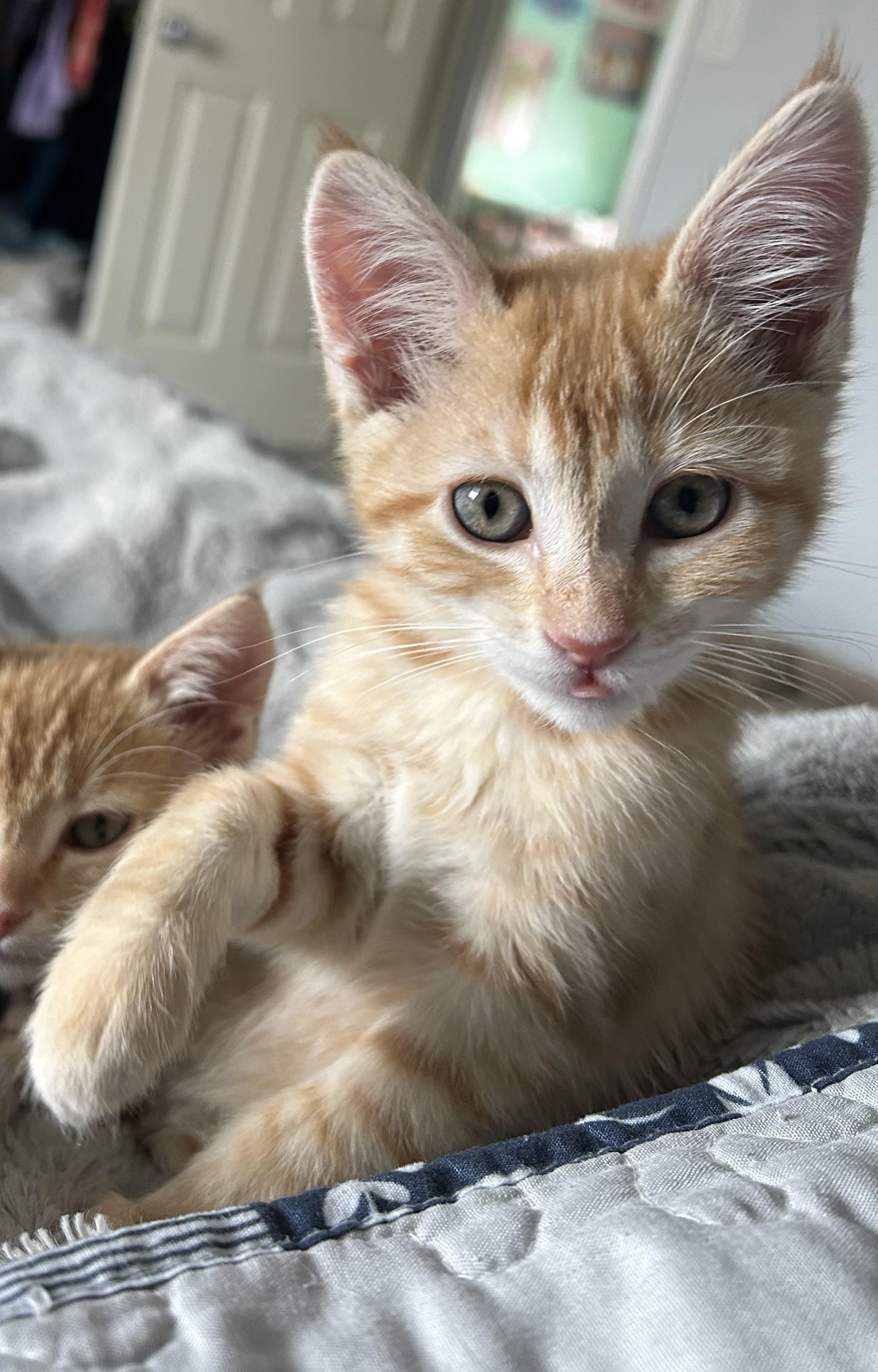 Mable, a Adoptable Domestic Short Hair in Midvale, UT image 3/6