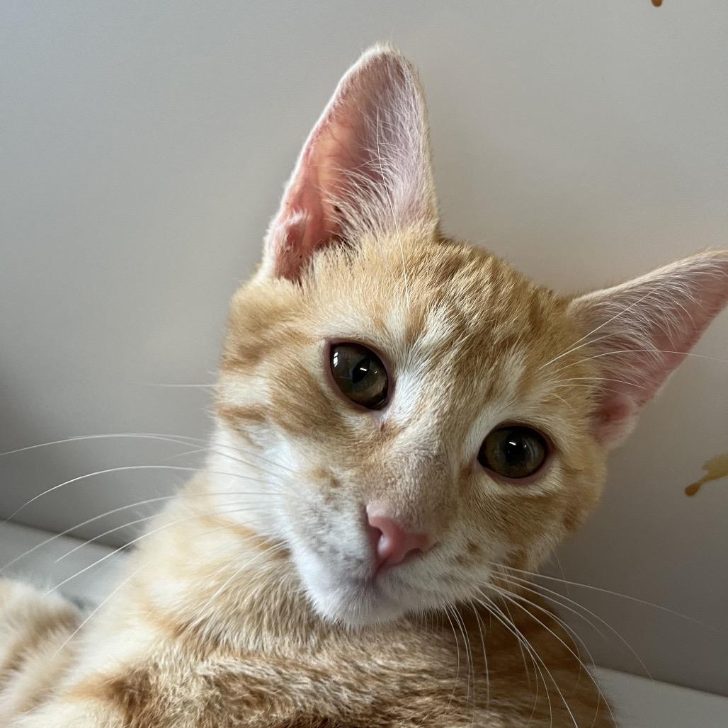 Nala, Adoptable, Kitten Female Domestic Short Hair.