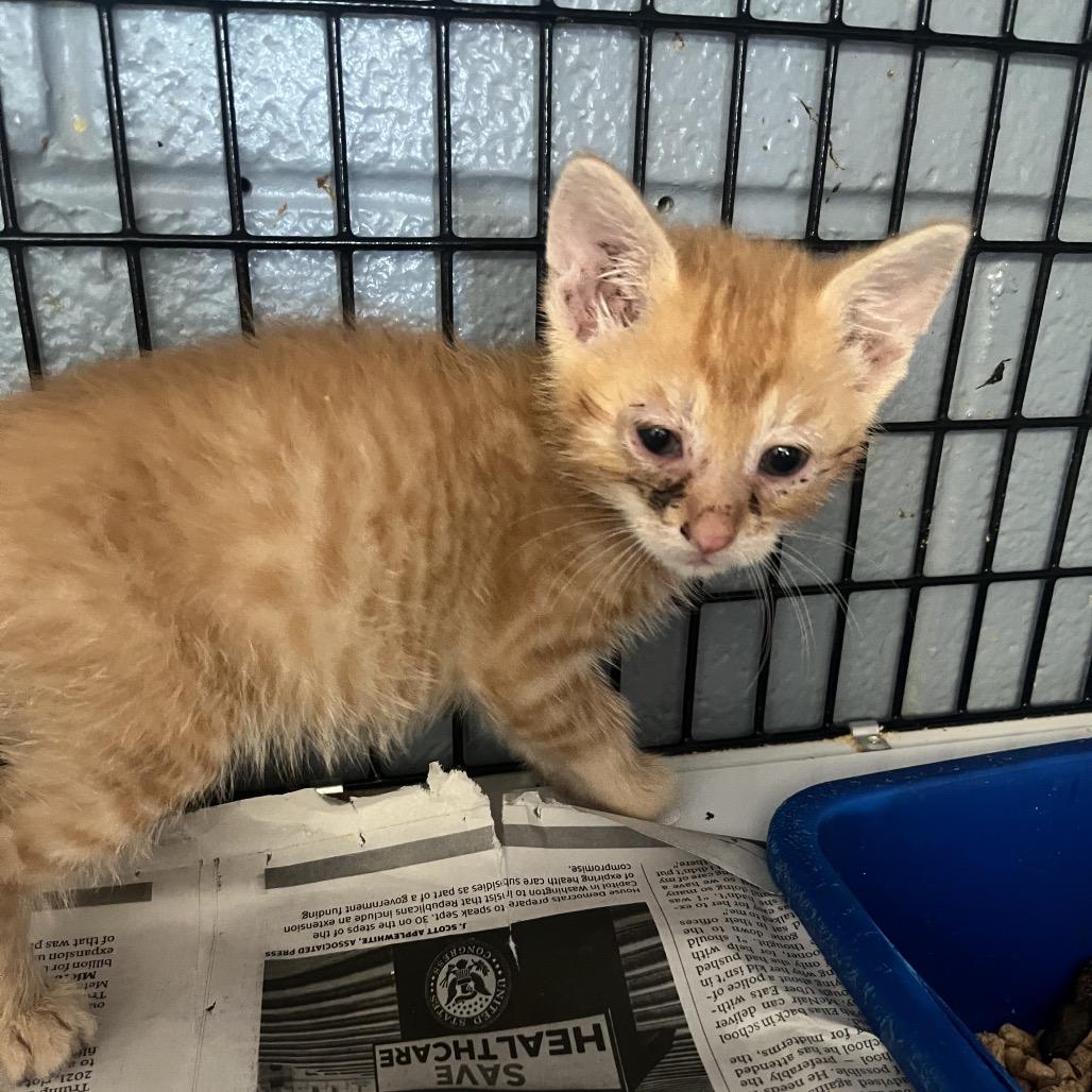 Enlarge Nala, a Adoptable Domestic Short Hair in Ruckersville, VA image 2/2