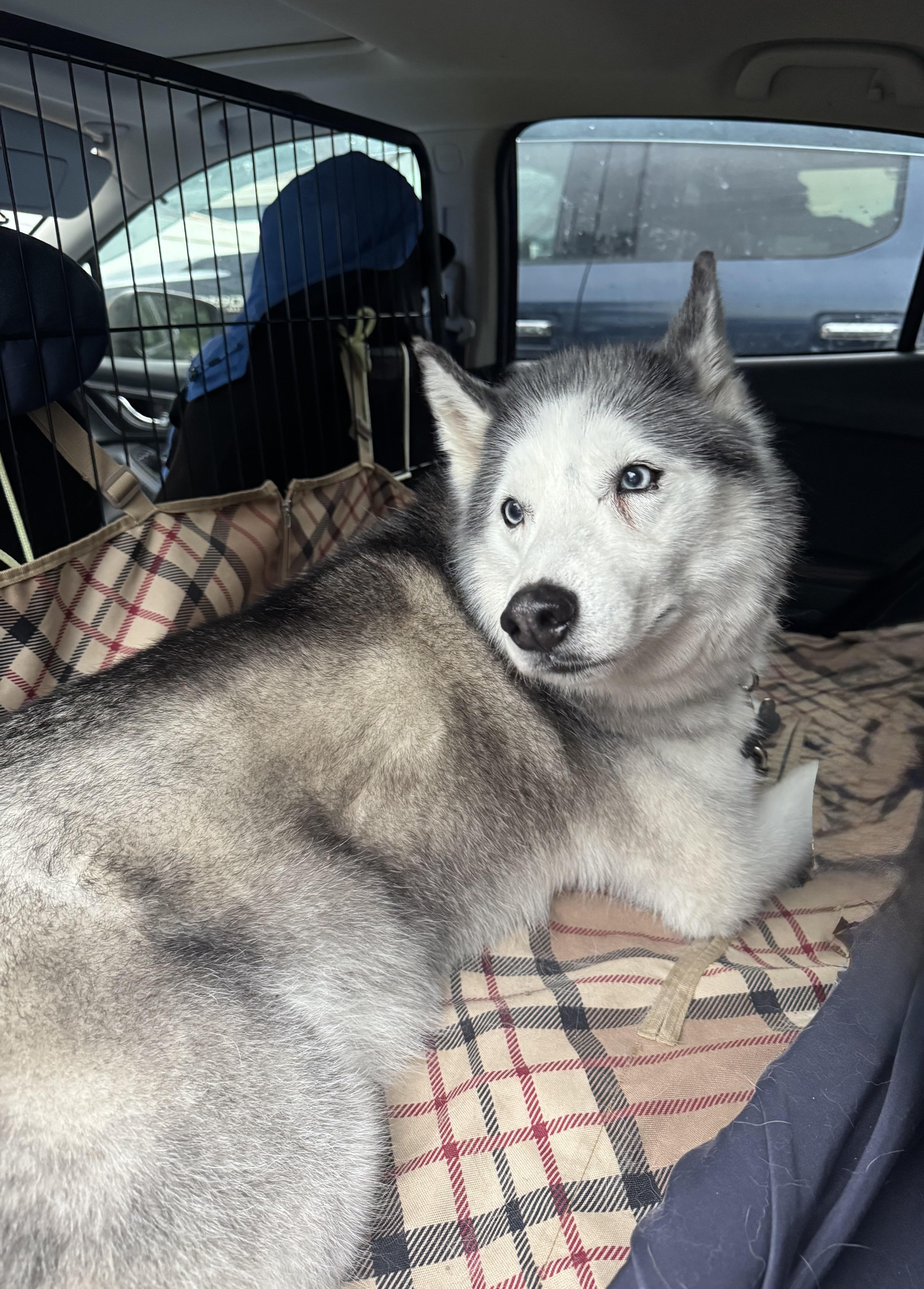 Enlarge Ghost, an adopted Siberian Husky in Hastings on The Hudson , NY image 6/6