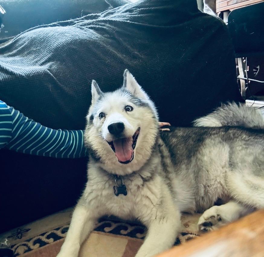 Enlarge Ghost, an adopted Siberian Husky in Hastings on The Hudson , NY image 4/6