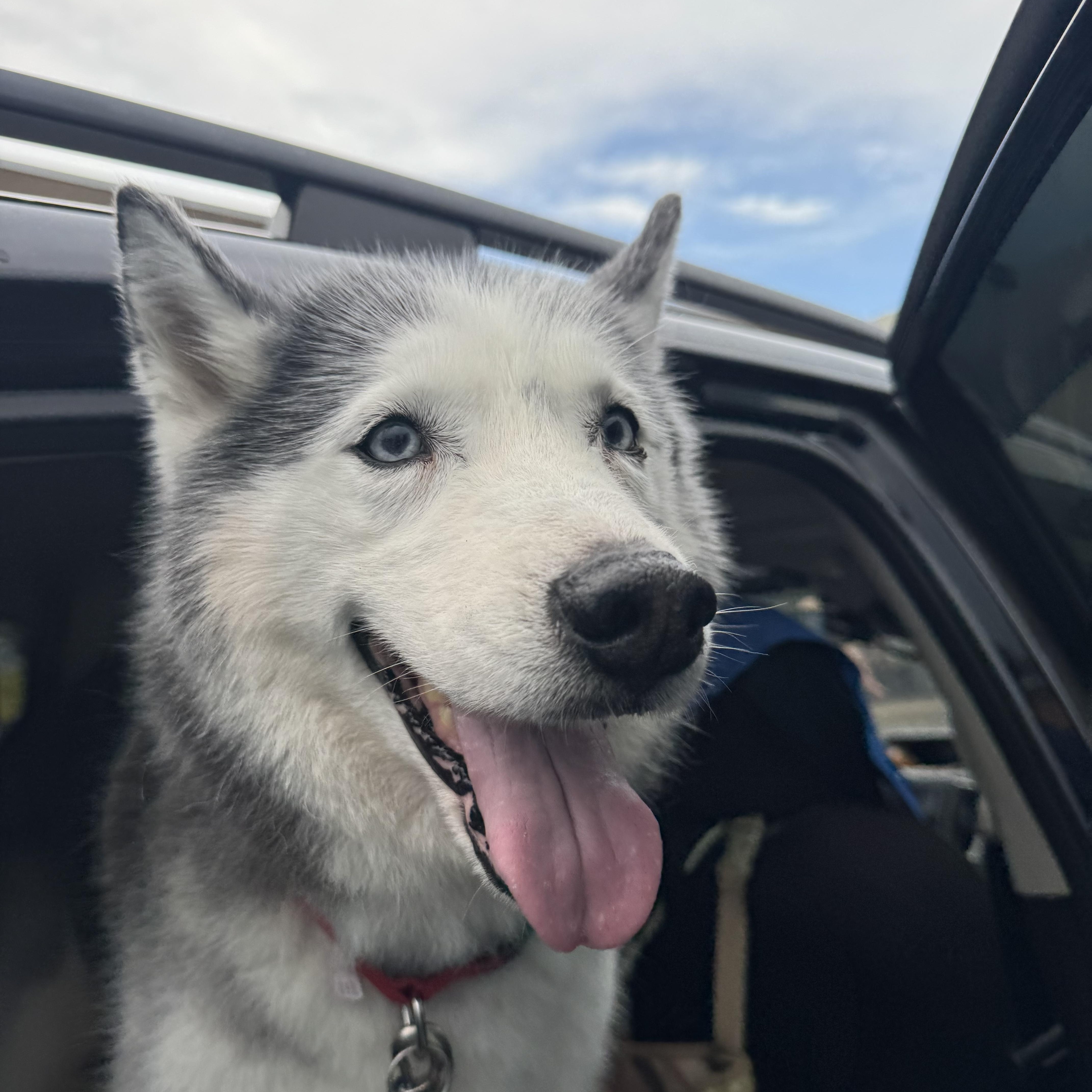 Enlarge Ghost, an adopted Siberian Husky in Hastings on The Hudson , NY image 1/6