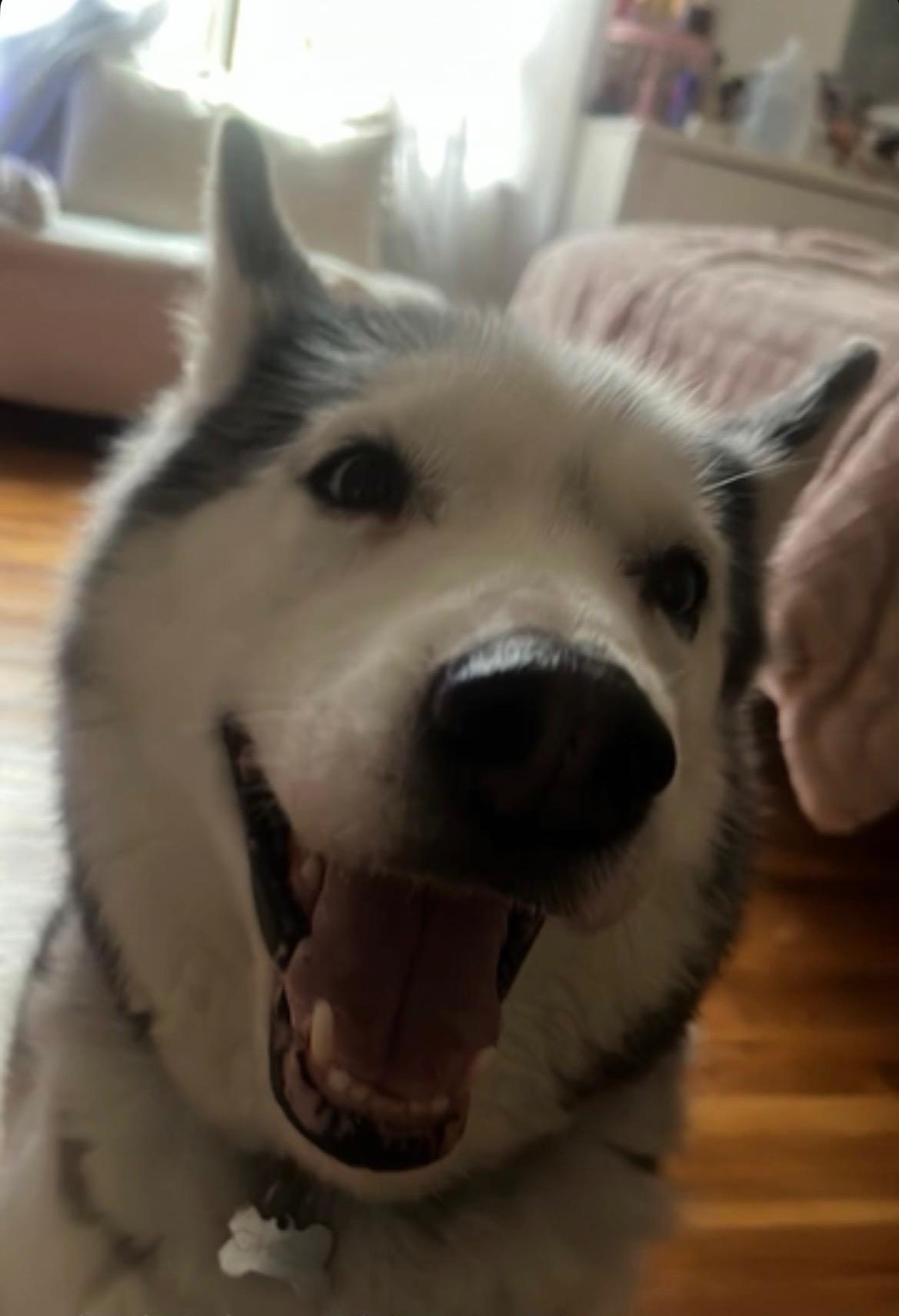 Ghost, a ADOPTABLE Siberian Husky in Mount Kisco, NY image 1/6