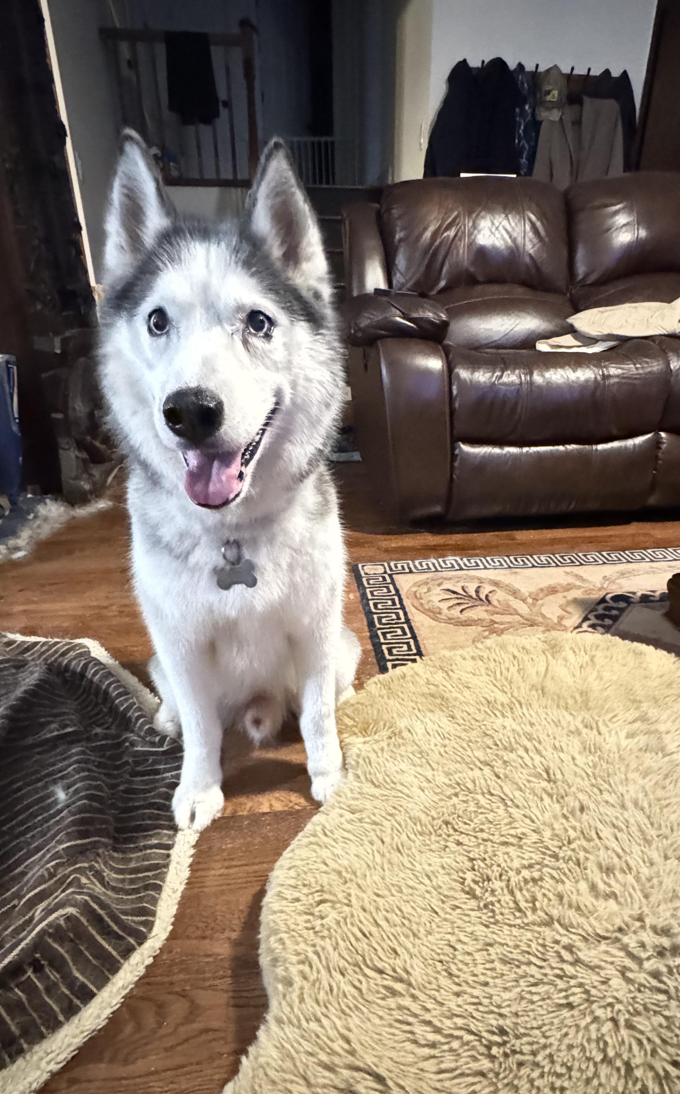 Enlarge Ghost, an adopted Siberian Husky in Hastings on The Hudson , NY image 5/6
