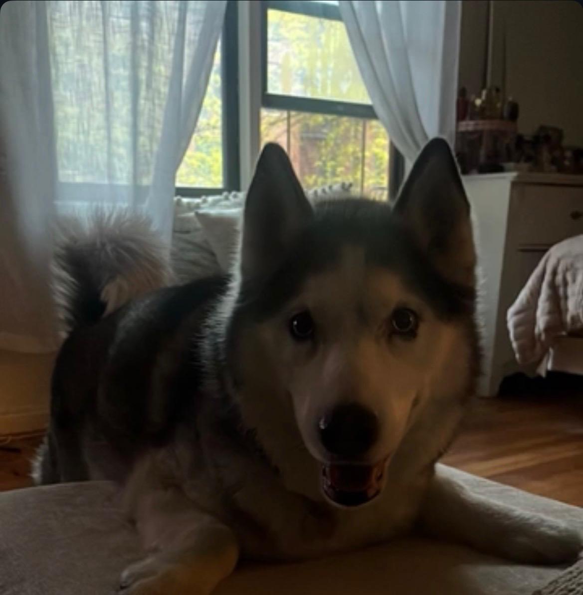 Ghost, a ADOPTABLE Siberian Husky in Mount Kisco, NY image 2/6