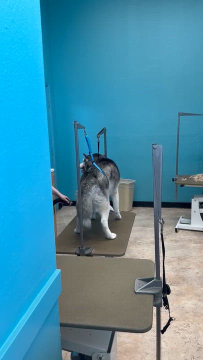Enlarge Ghost, an adopted Siberian Husky in Hastings on The Hudson , NY video 3/6