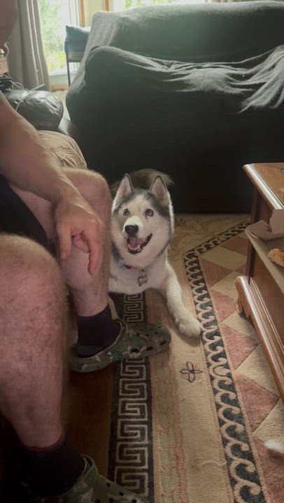 Enlarge Ghost, a ADOPTABLE Siberian Husky in Mount Kisco, NY video 6/6
