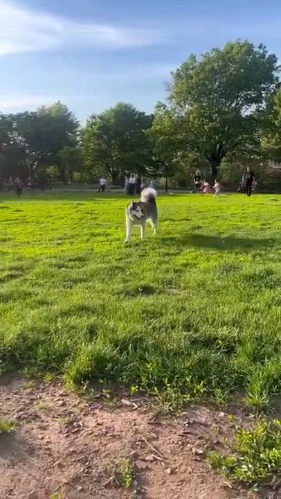 Enlarge Ghost, a ADOPTABLE Siberian Husky in Mount Kisco, NY video 5/6