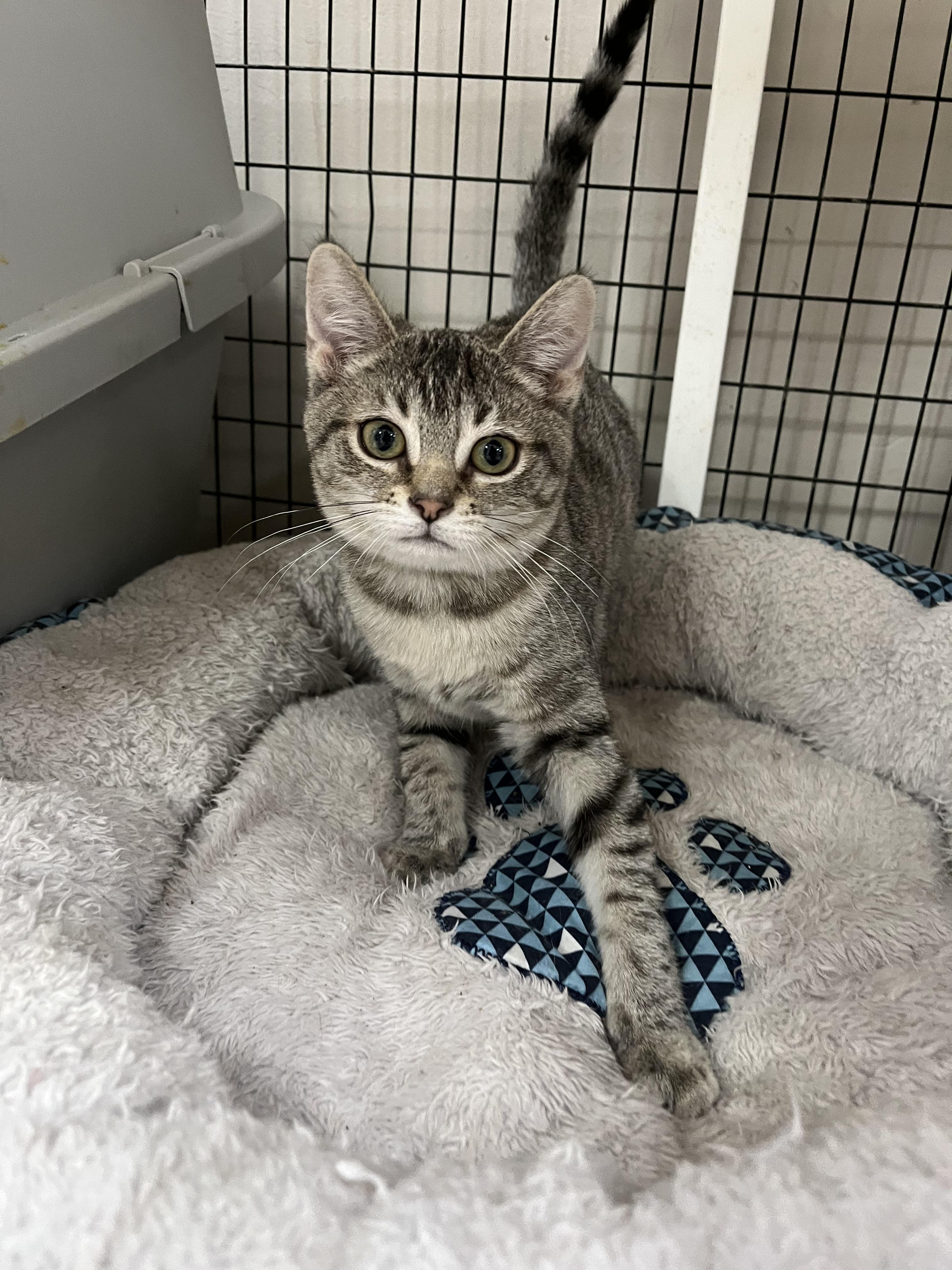 Sprinkles , adopted, Kitten Female Domestic Short Hair.