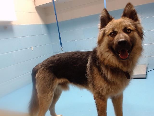 SAVE ME PLEASE! Shelter is over capacity - Syayer -ID#A540773 1