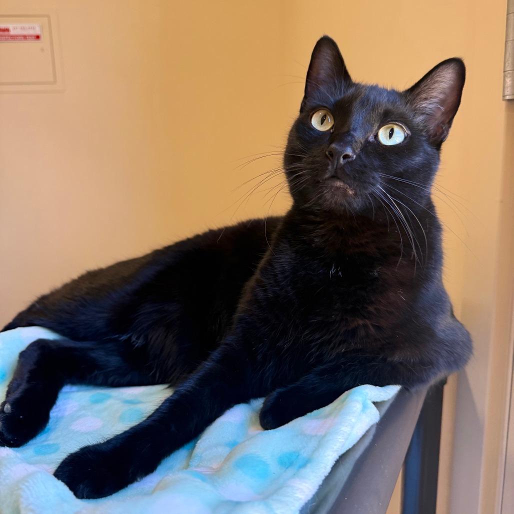 Cormac, a Adoptable Domestic Short Hair in Agoura Hills, CA image 2/6