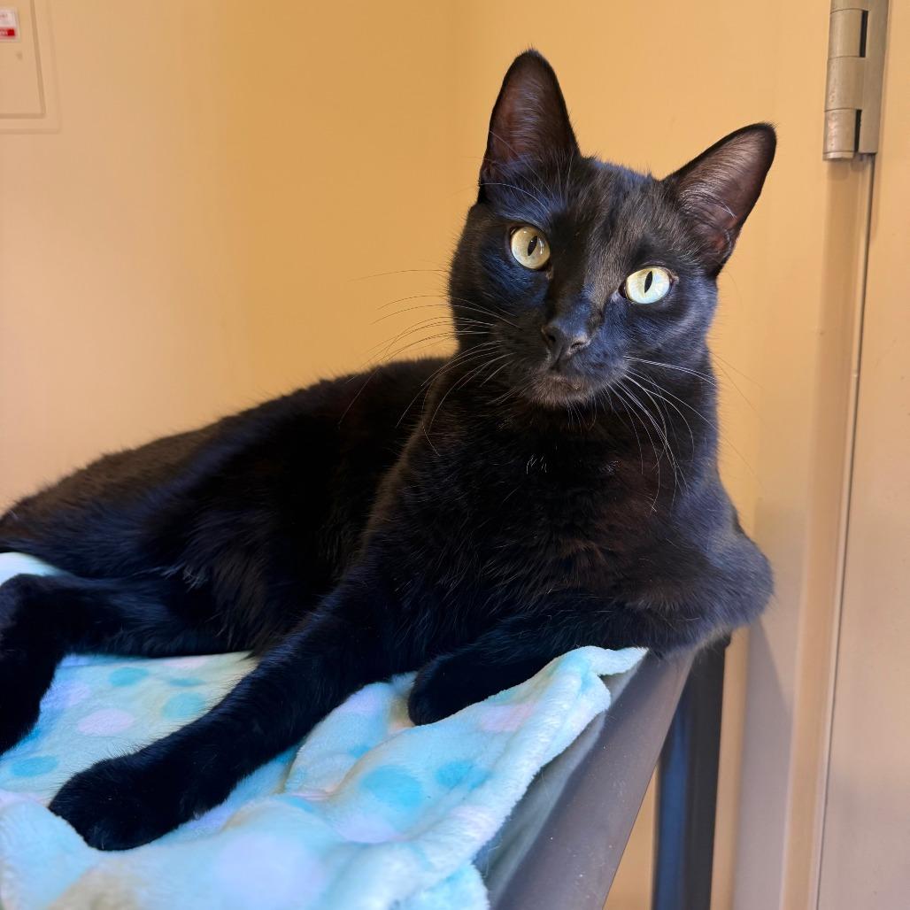 Cormac, a Adoptable Domestic Short Hair in Agoura Hills, CA image 5/6