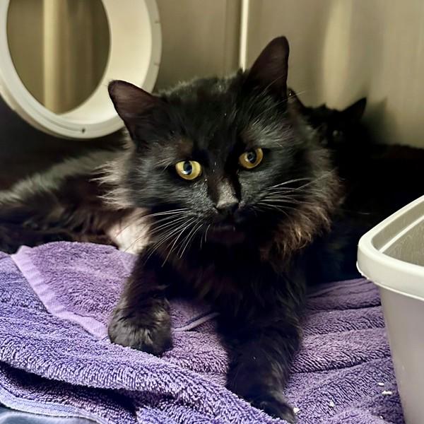 Enlarge Cosmopolitan, a Adoptable mixed breed in Walnut Creek, CA image 2/2