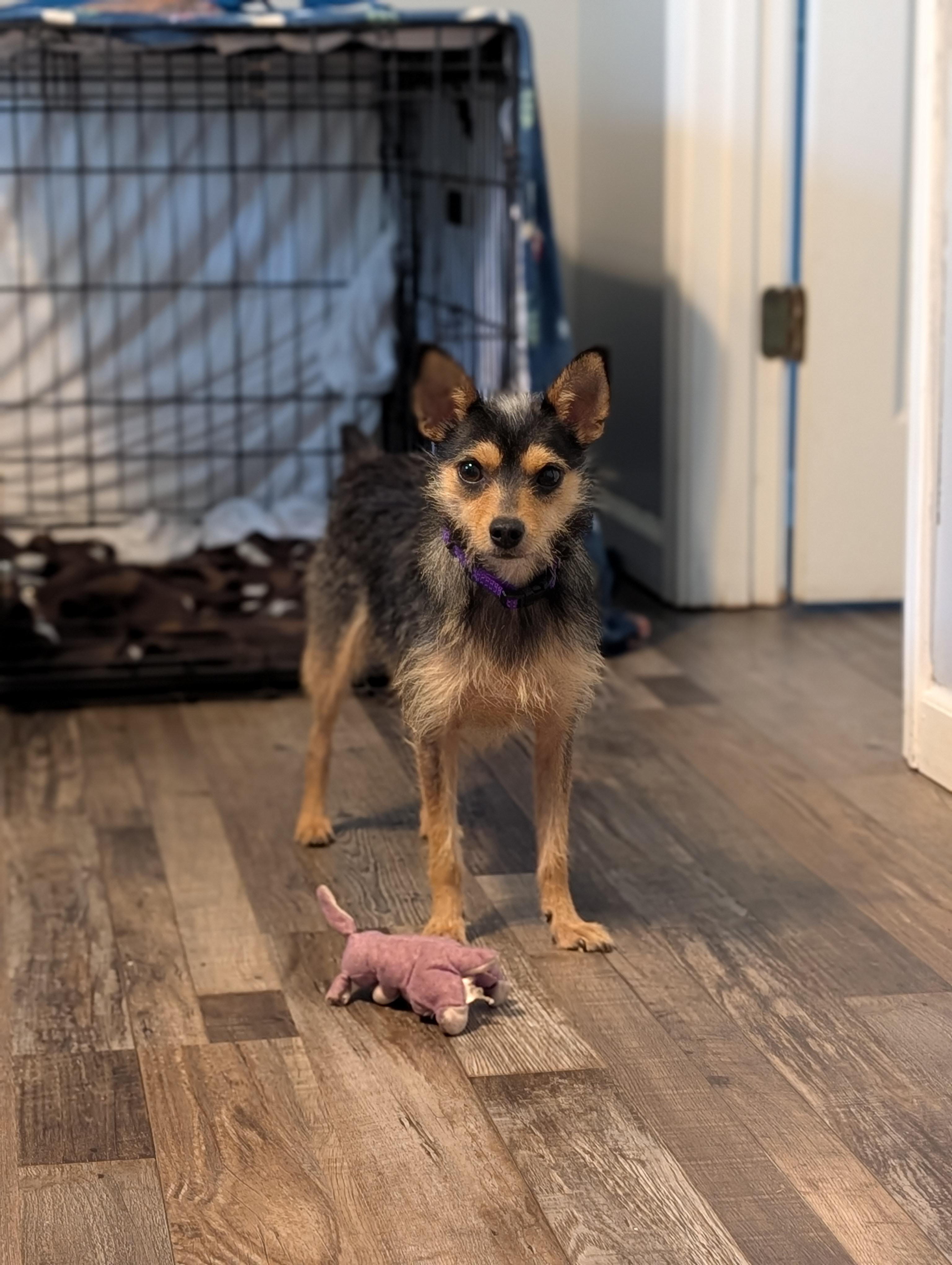 Chip, a Adopted mixed breed in Bloomingdale, GA image 4/5