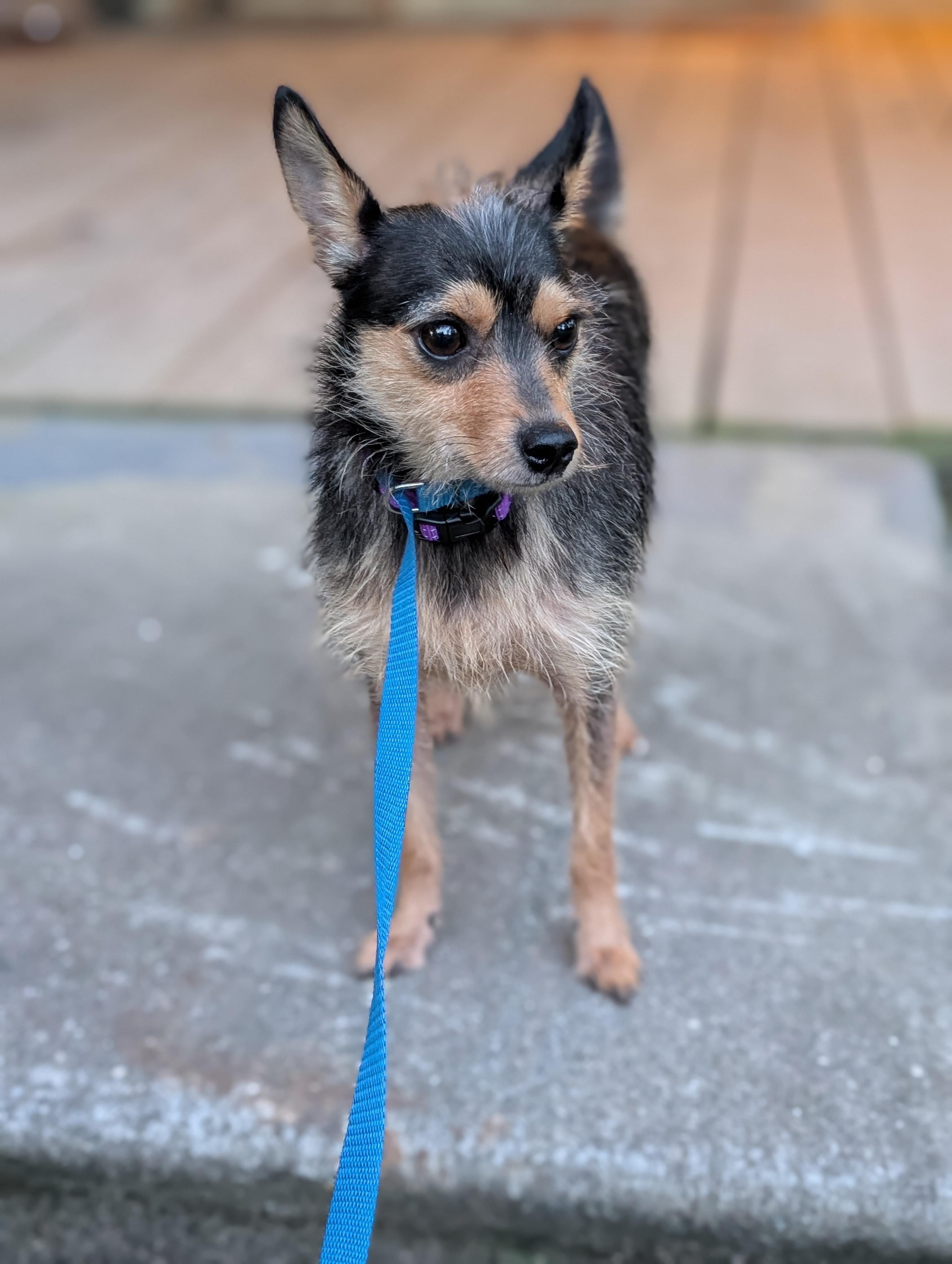 Chip, a Adopted mixed breed in Bloomingdale, GA image 5/5