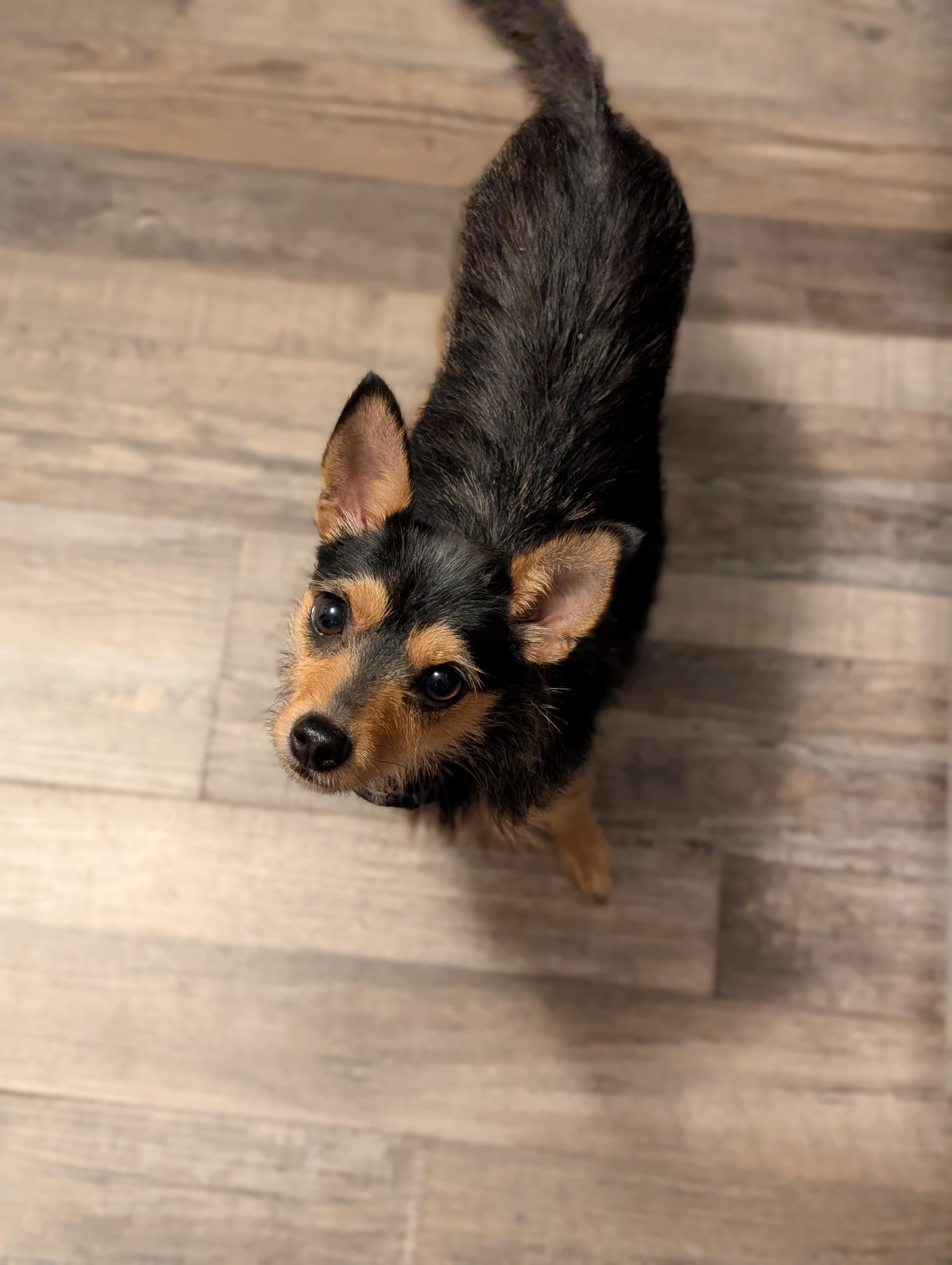 Chip, a Adopted mixed breed in Bloomingdale, GA image 2/5