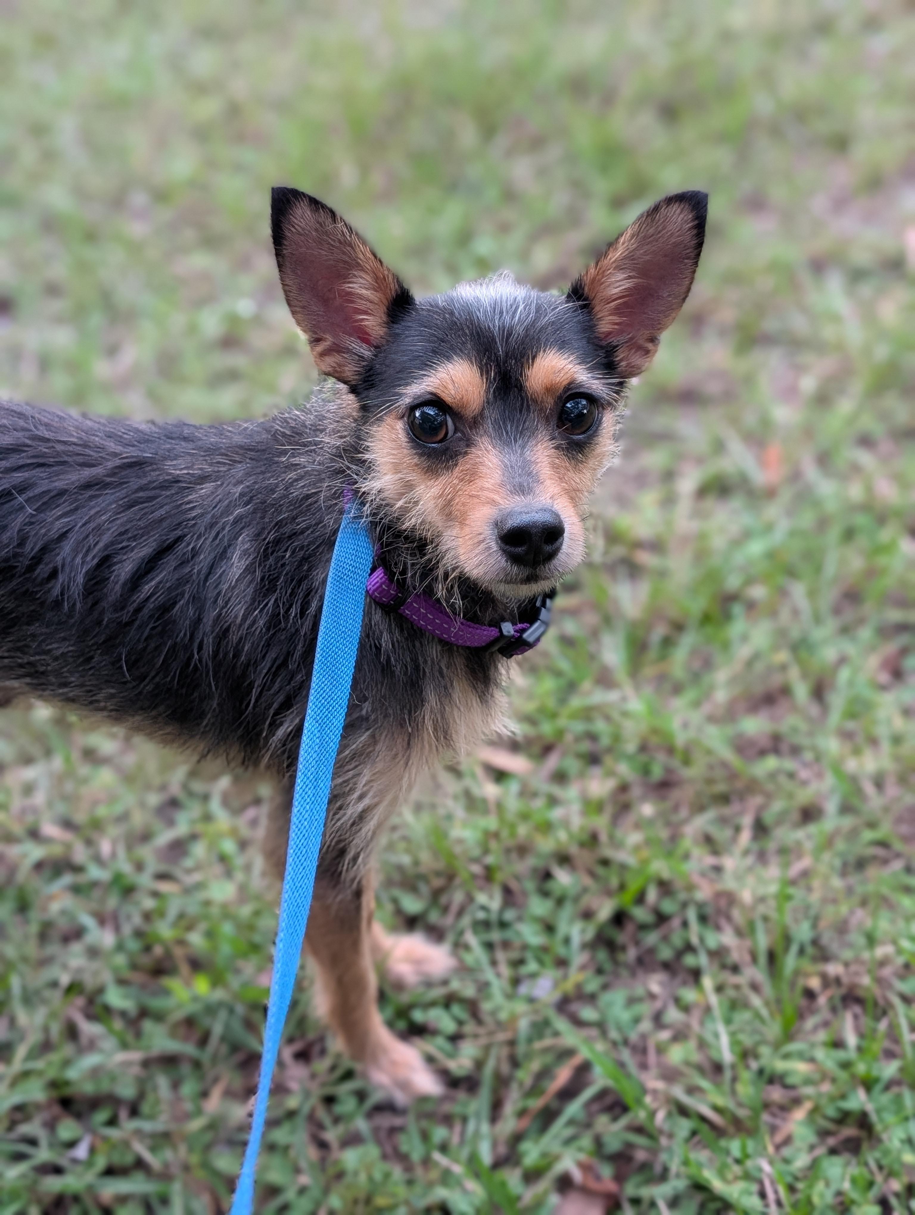 Chip, Adopted, Adult Male Chihuahua & Wire Fox Terrier.