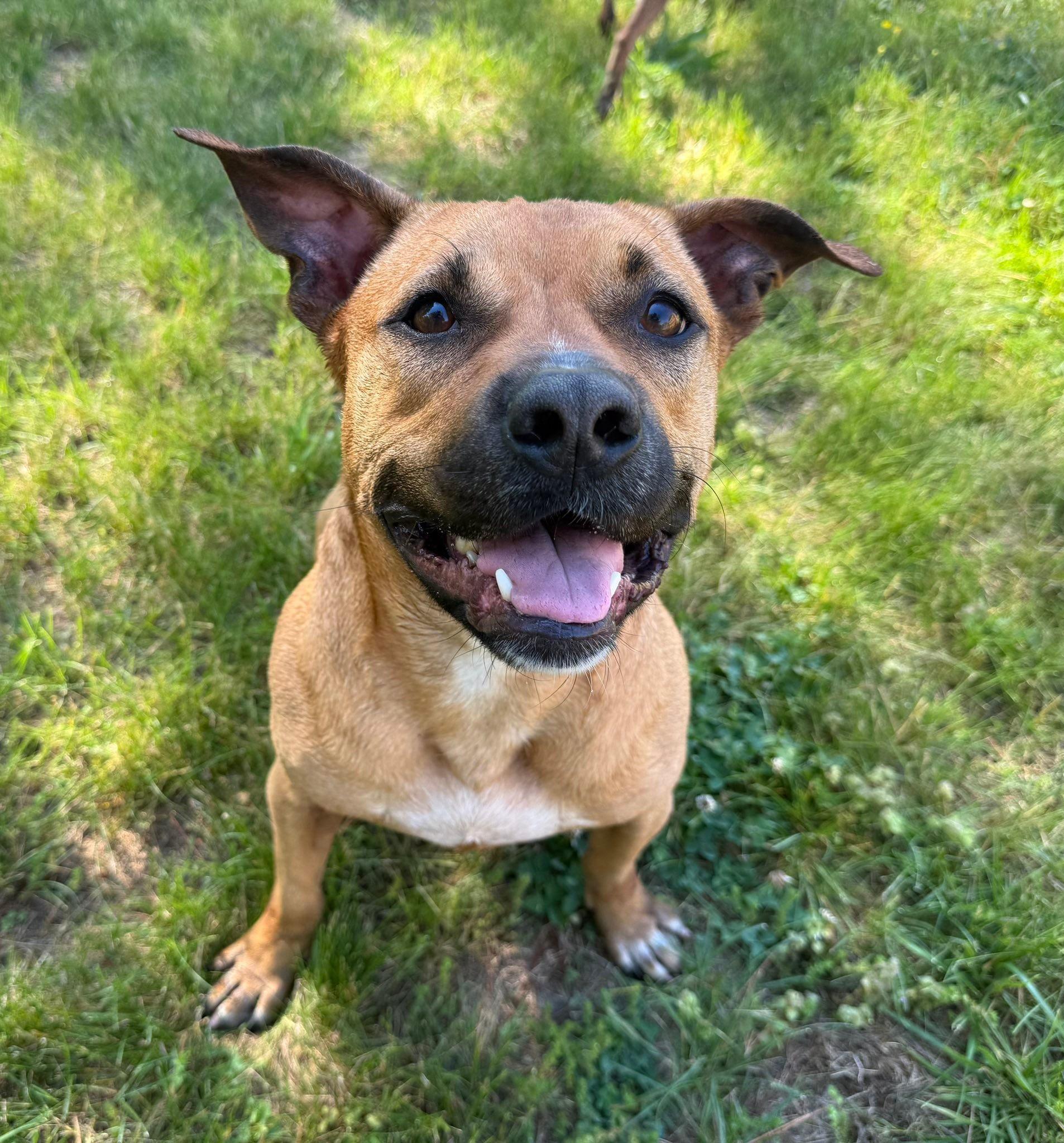 Enlarge Joey, a Adoptable mixed breed in Catlett, VA image 4/6