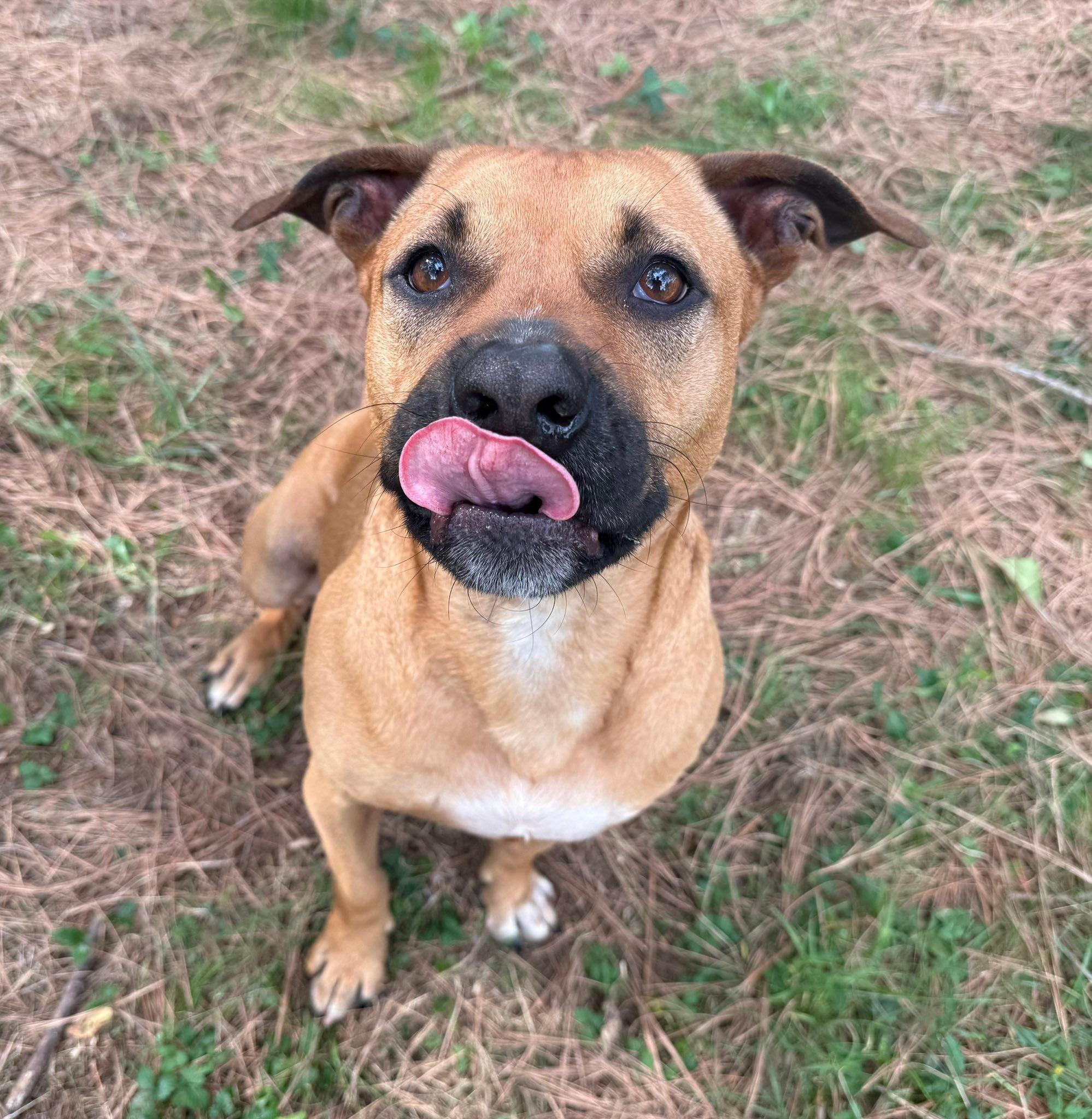 Enlarge Joey, a Adoptable mixed breed in Catlett, VA image 6/6