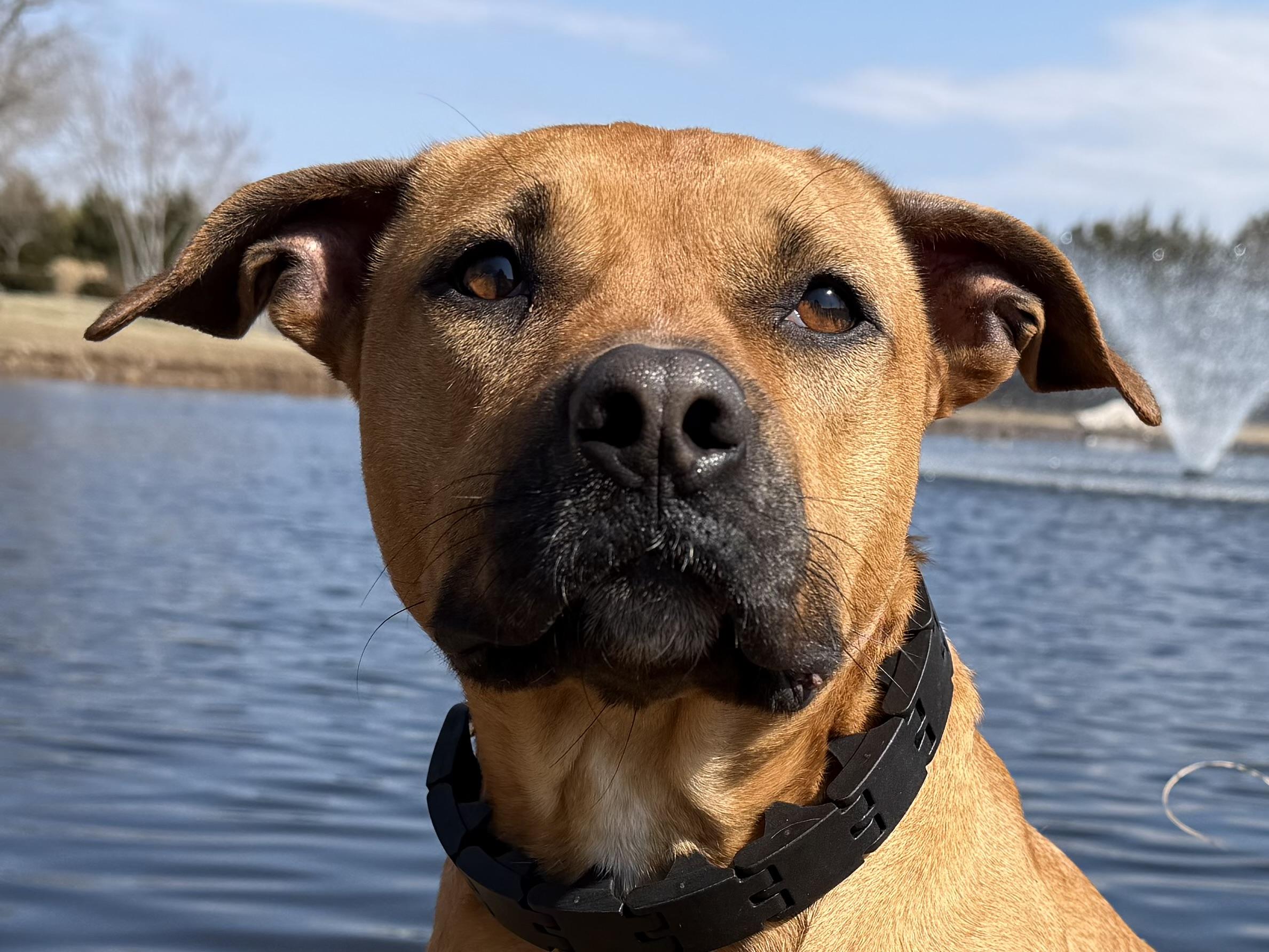 Enlarge Joey, a Adoptable mixed breed in Catlett, VA image 3/6