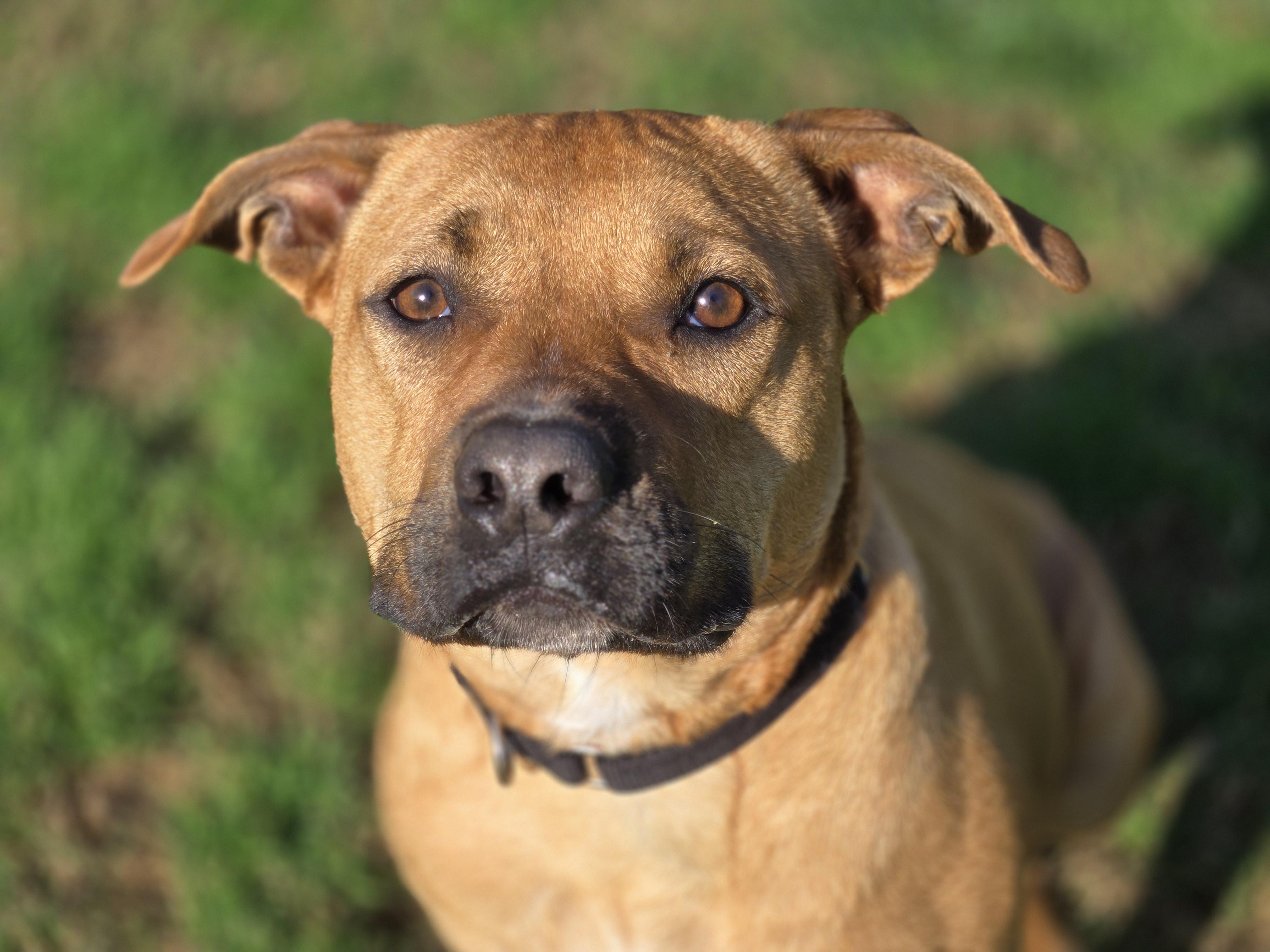 Enlarge Joey, a Adoptable mixed breed in Catlett, VA image 6/6