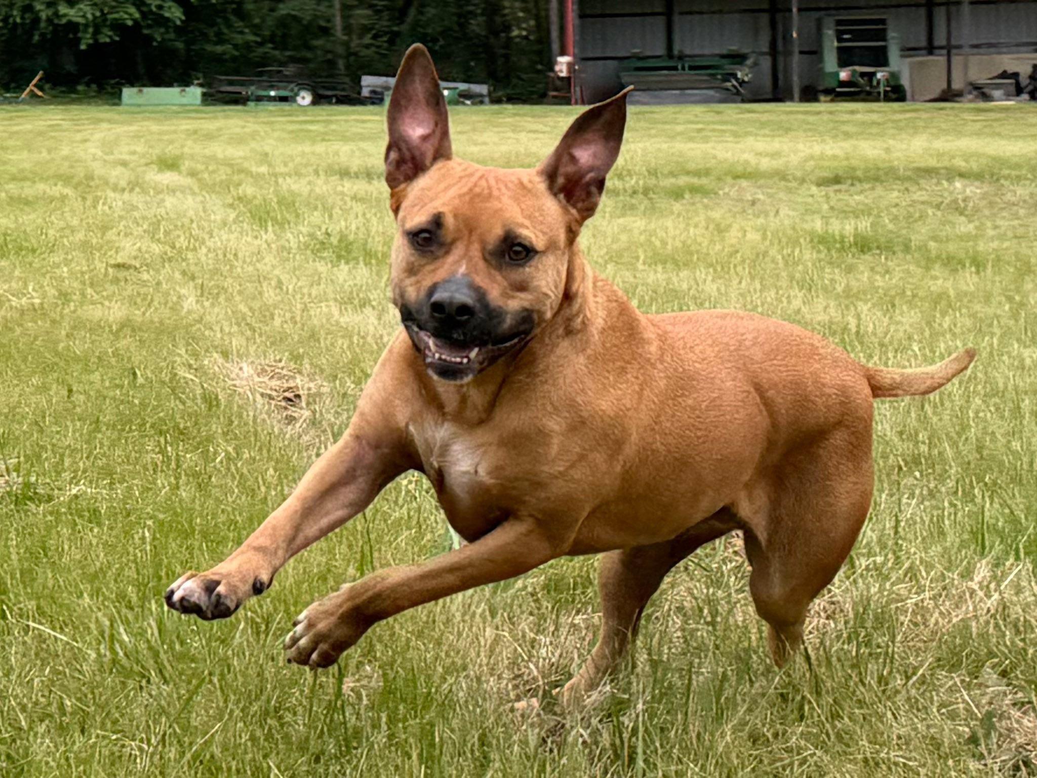 Enlarge Joey, a Adoptable mixed breed in Catlett, VA image 2/6